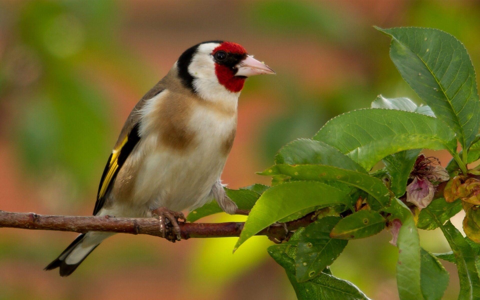 1920x1200 Wallpaper Goldfinch, bird, branches, leaves 1920x1200 HD Picture, Image