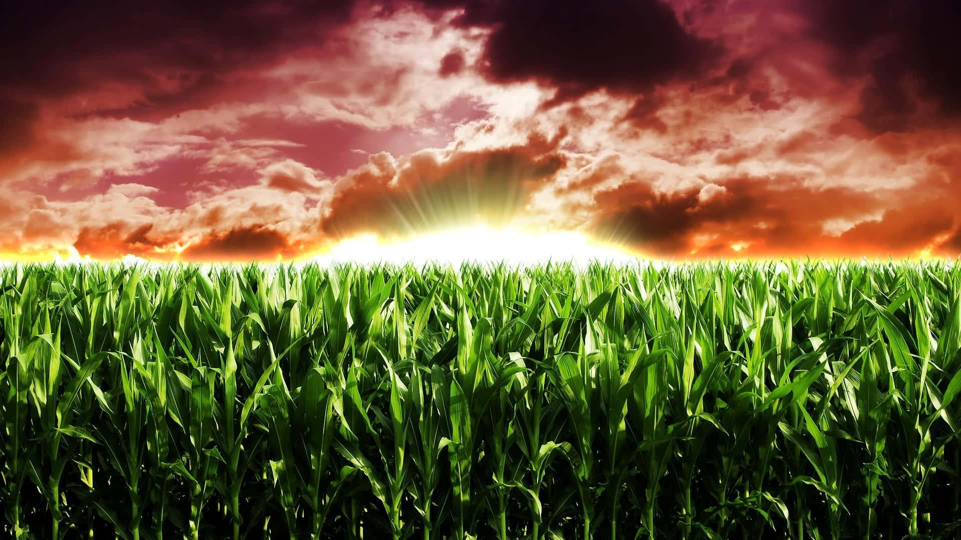 1920x1080 Advancements in agricultural technology