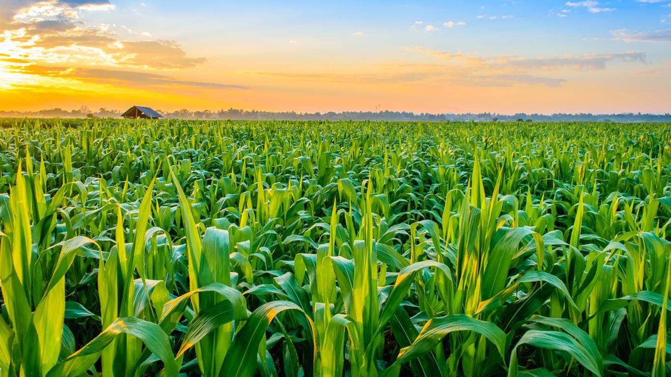 1366x768 In Agriculture Sector