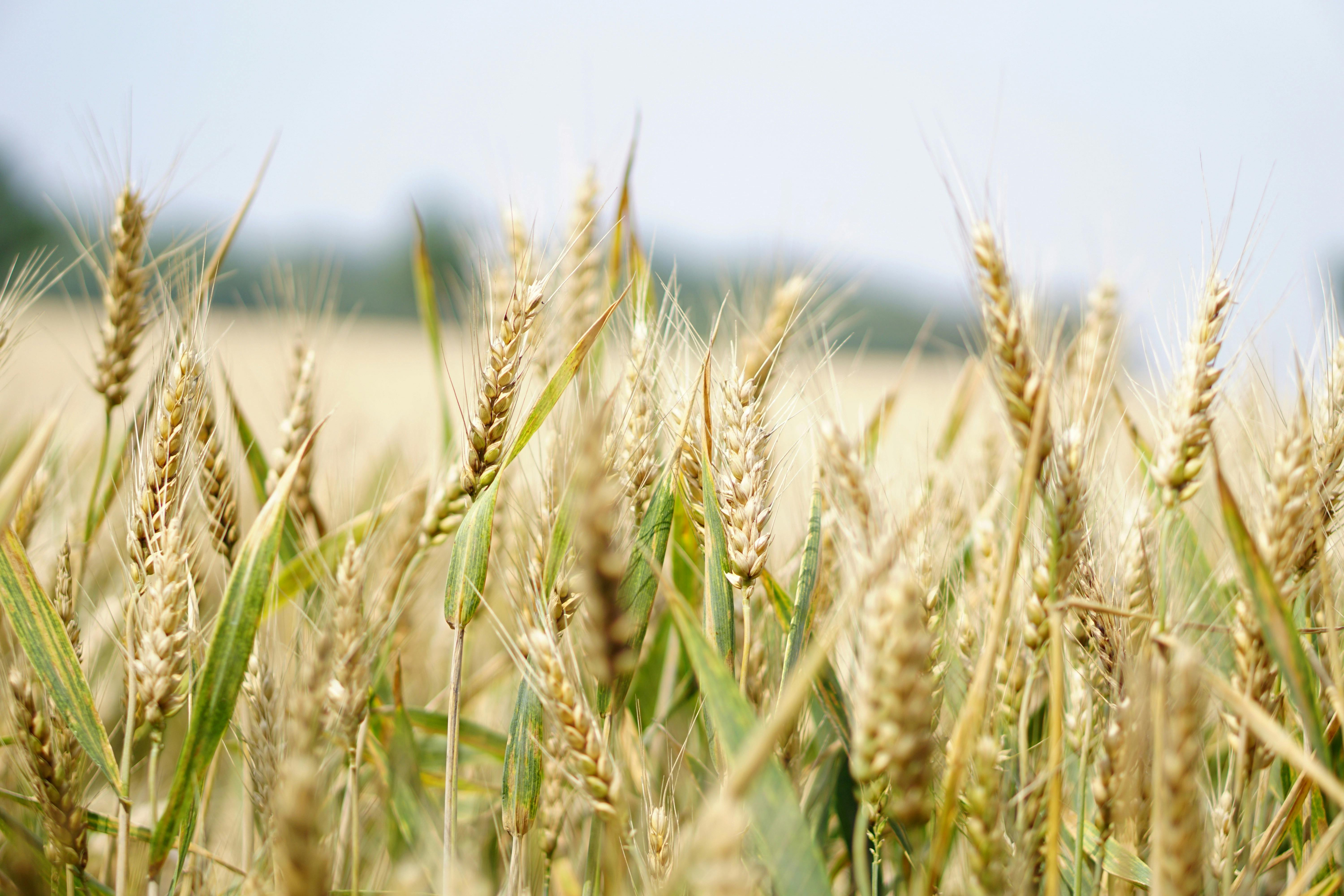 6000x4000 Agriculture & HD Image