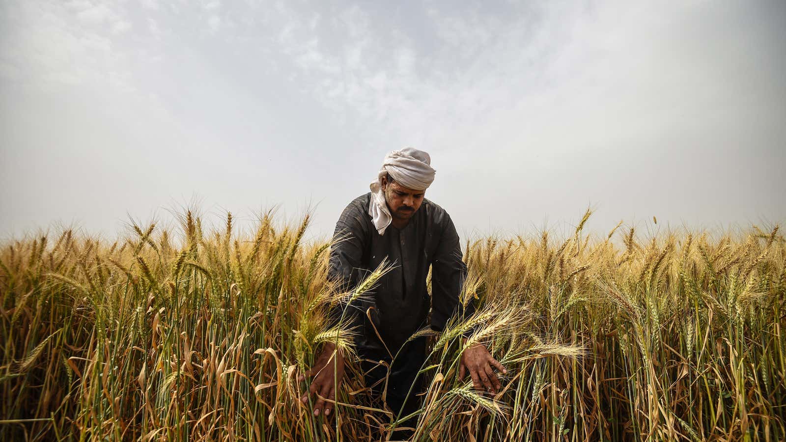 1600x900 Egypt's farmers are embracing tech to