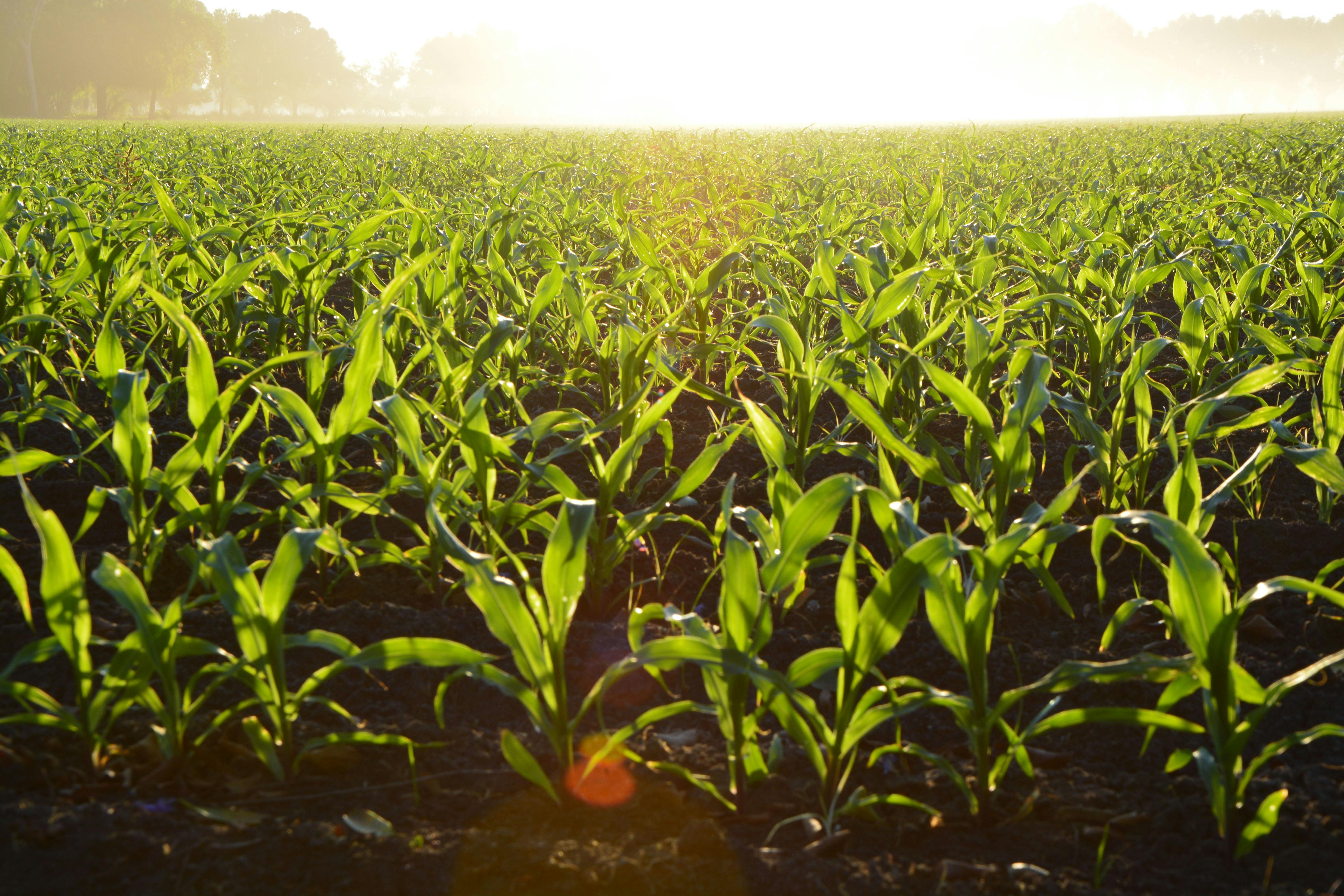 6000x4000 Agriculture & HD Image