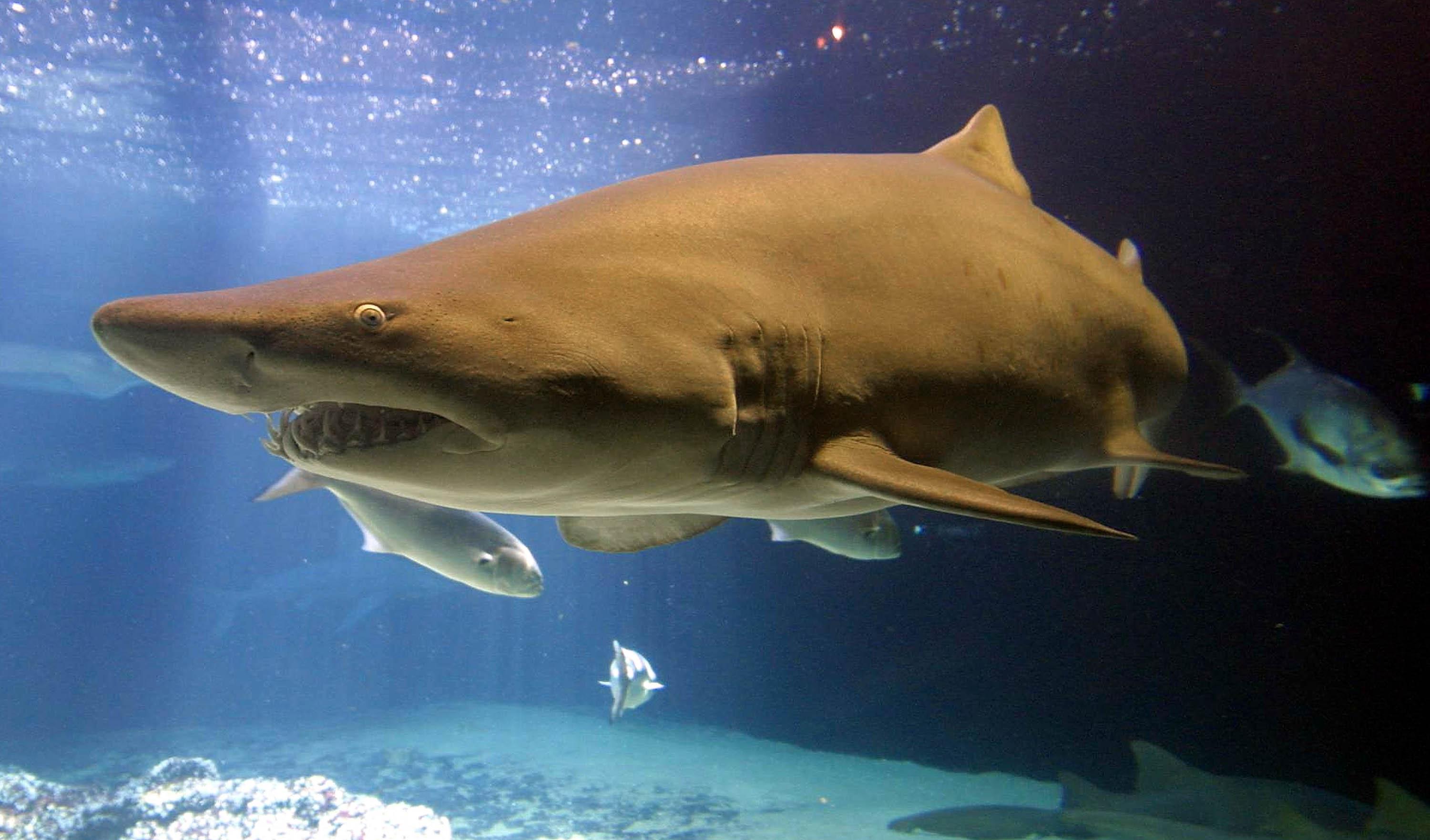 3000x1763 Is '47 Meters Down: Uncaged' A True Story? A Look Inside