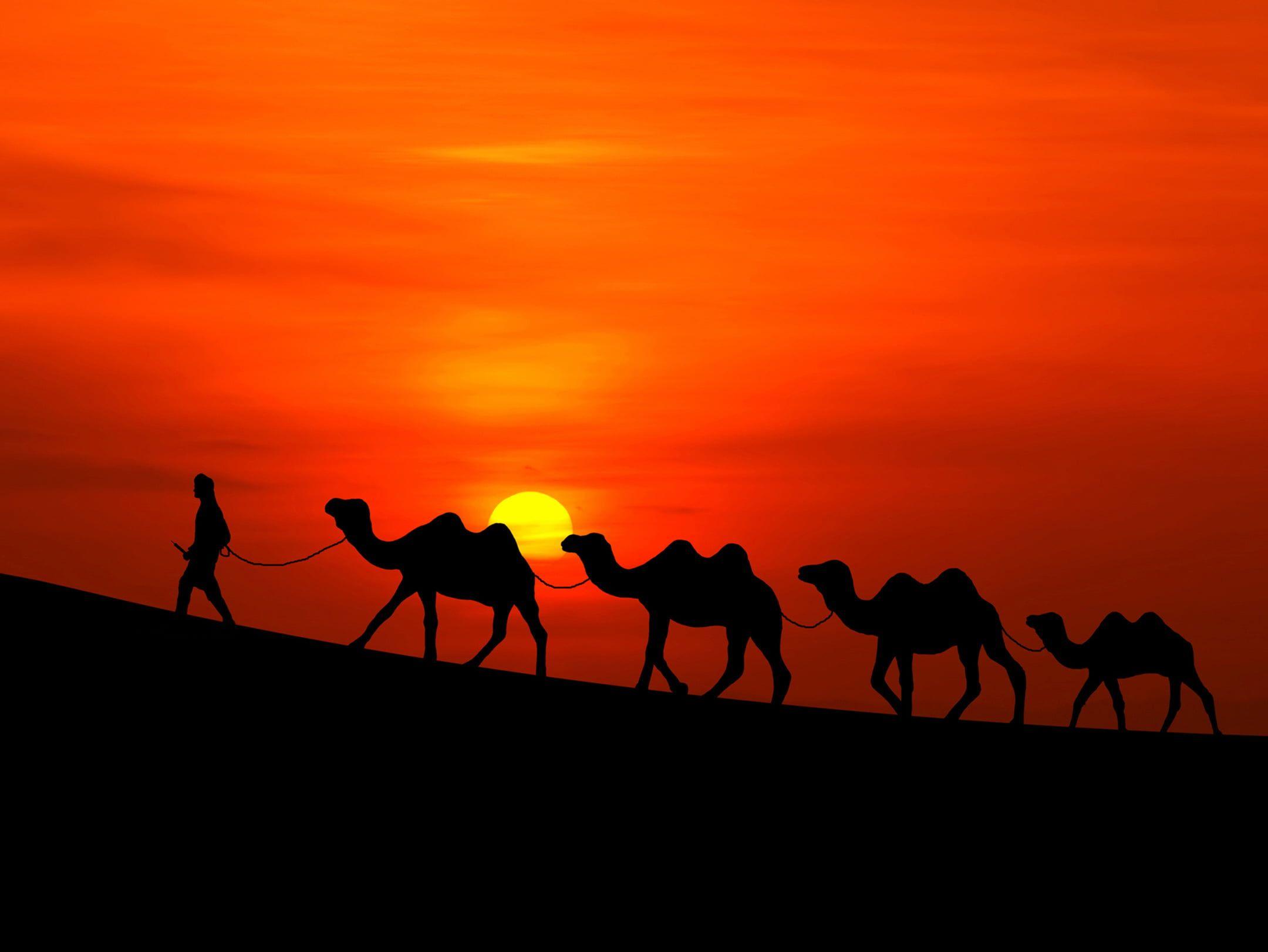 2160x1622 Silhouette of four camels and one man walking HD wallpaper