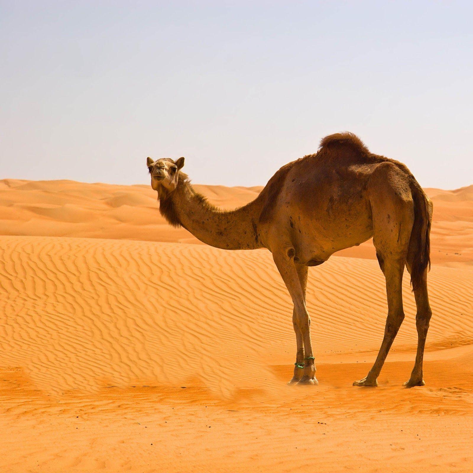 1600x1600 Camel Animal Photo Wallpaper