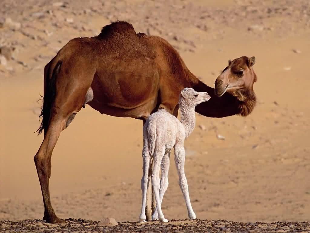 1024x768 Camels Wallpaper HD Wallpaper. Funny Videos. Hot Girls