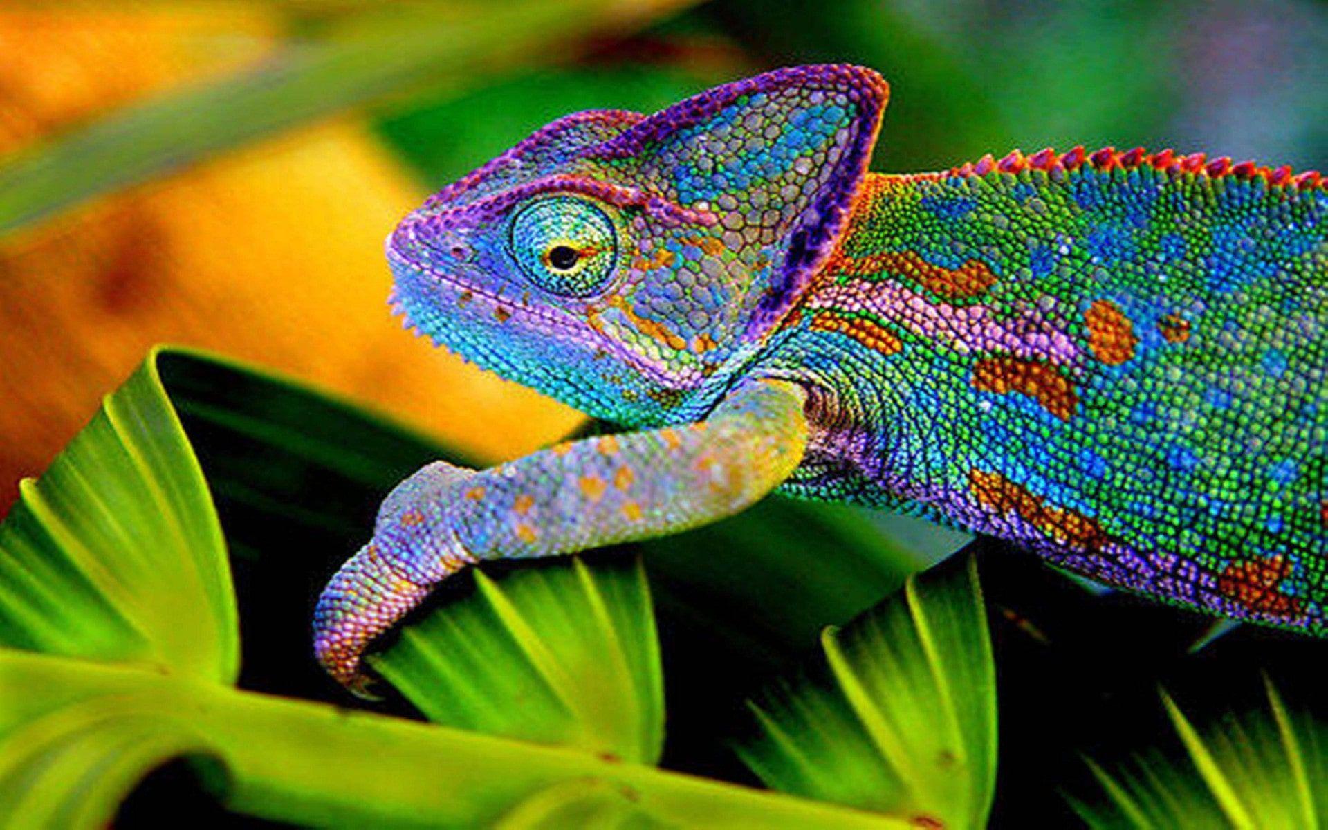 Chameleon Desktop Wallpapers Top Free Chameleon Desktop Backgrounds Wallpaperaccess