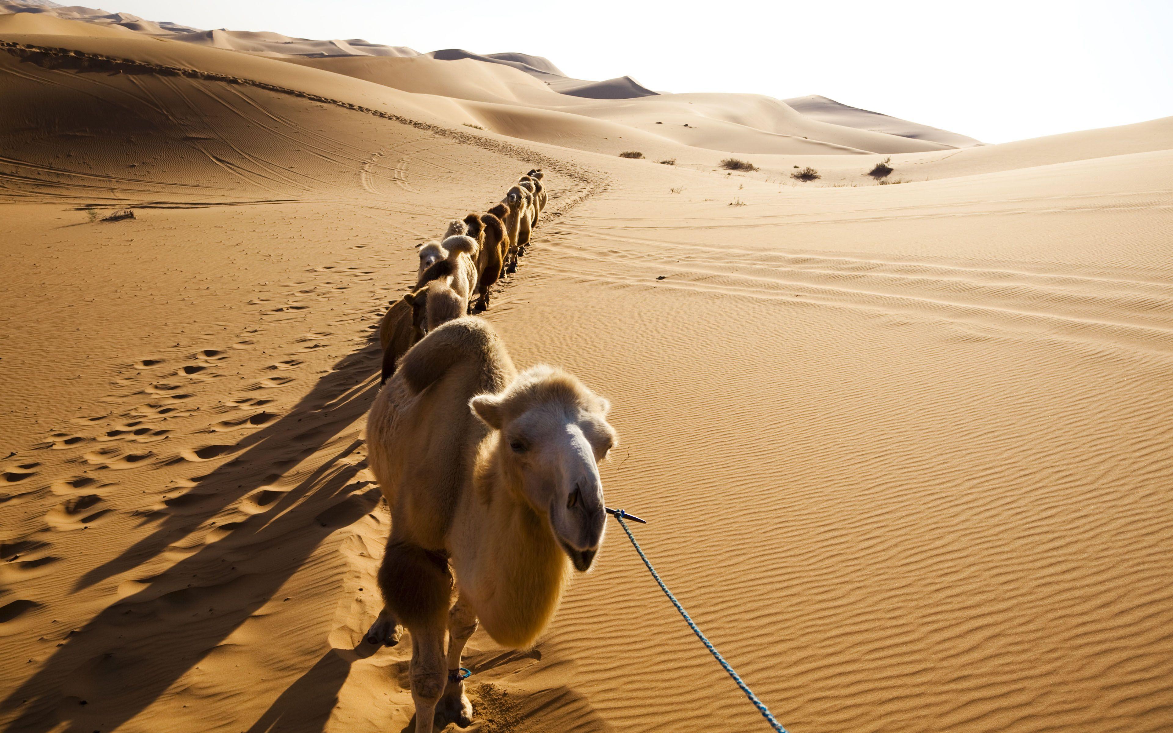 Camel HD Wallpapers - Top Free Camel HD Backgrounds - WallpaperAccess