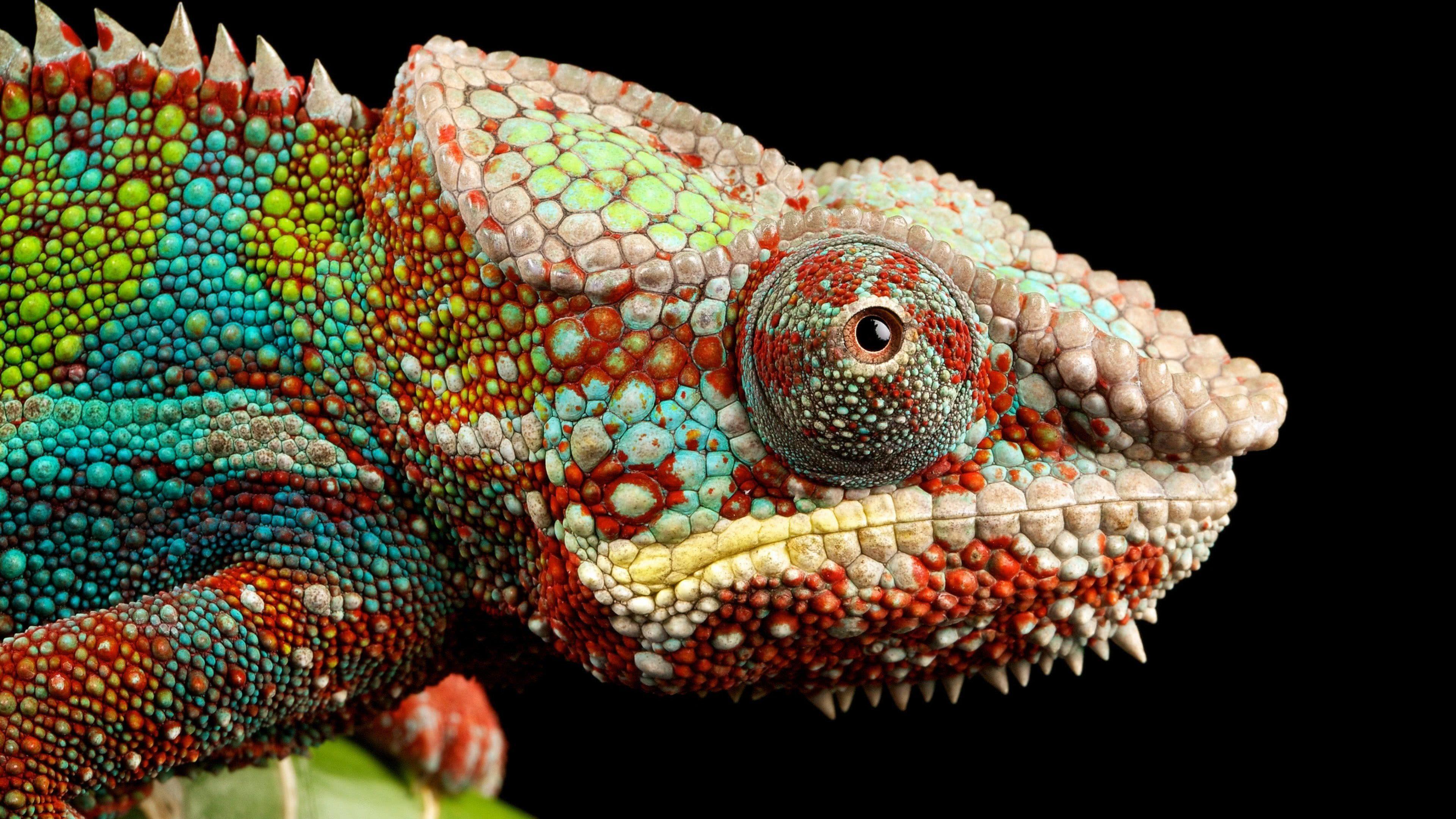 4k Chameleon Wallpapers Top Free 4k Chameleon Backgrounds Wallpaperaccess