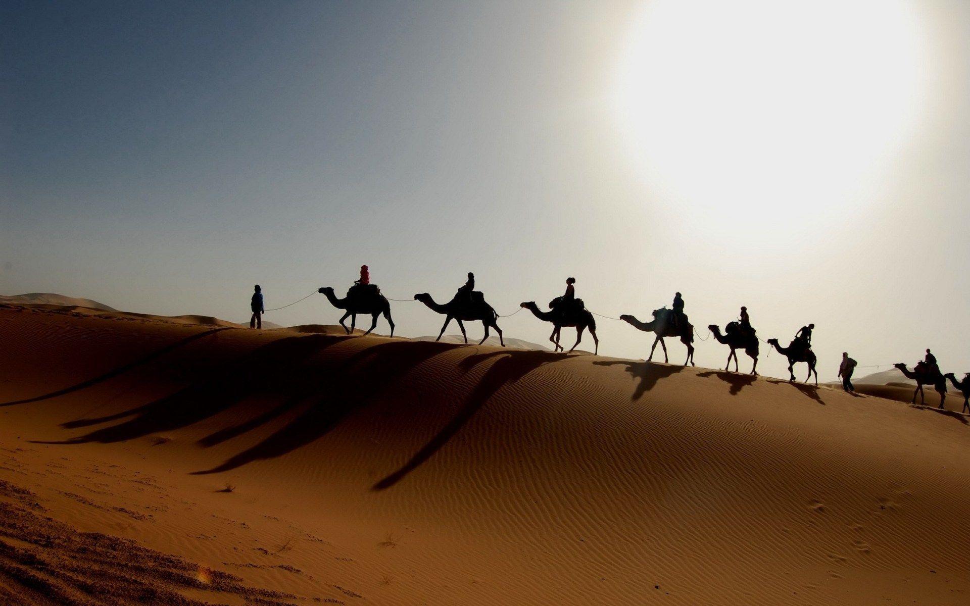 1920x1200 Camels In The Sahara Desert Wallpaper. HD Animals and Birds