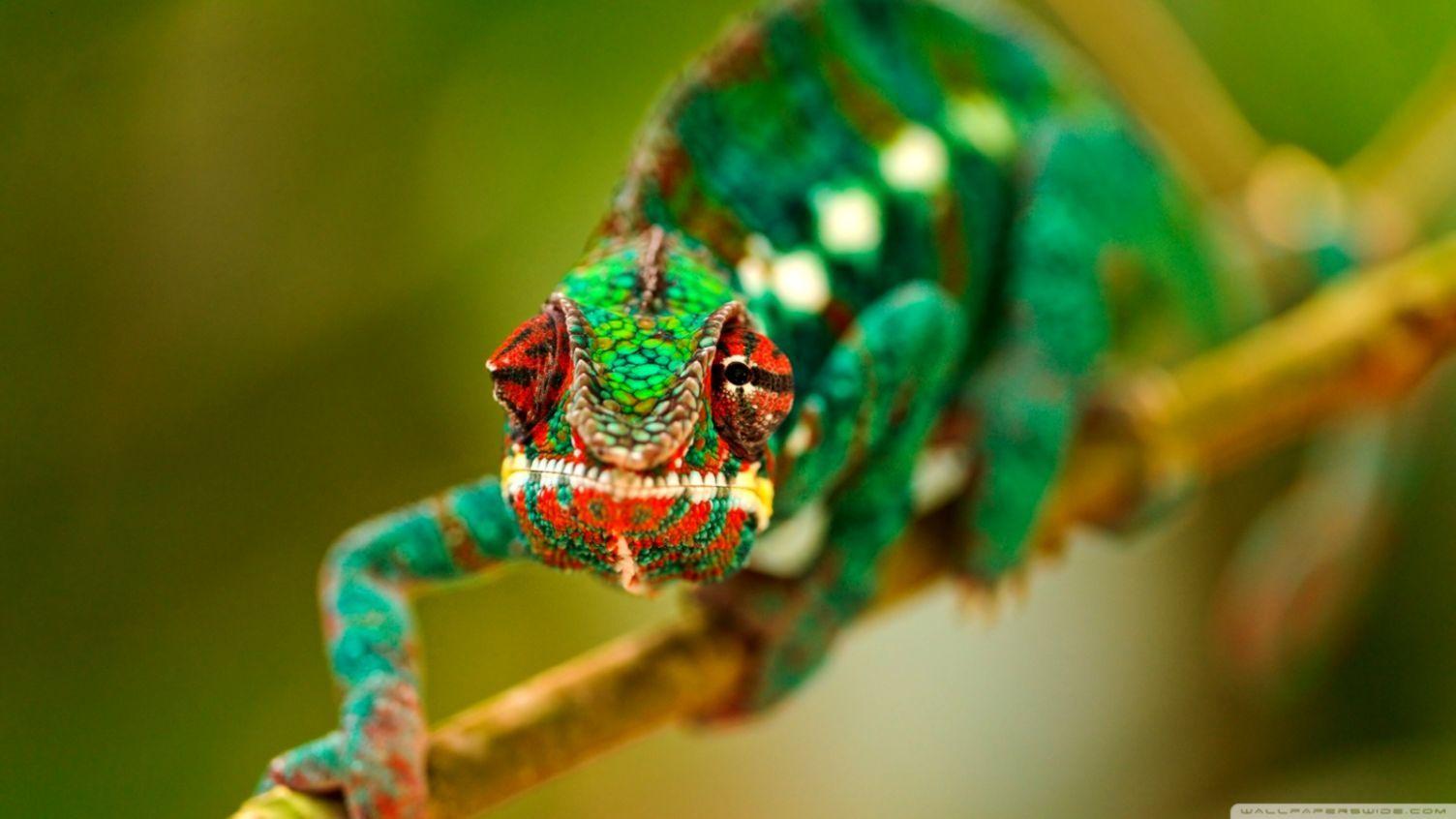 1504x846 Chameleon Macro HD Wallpaper