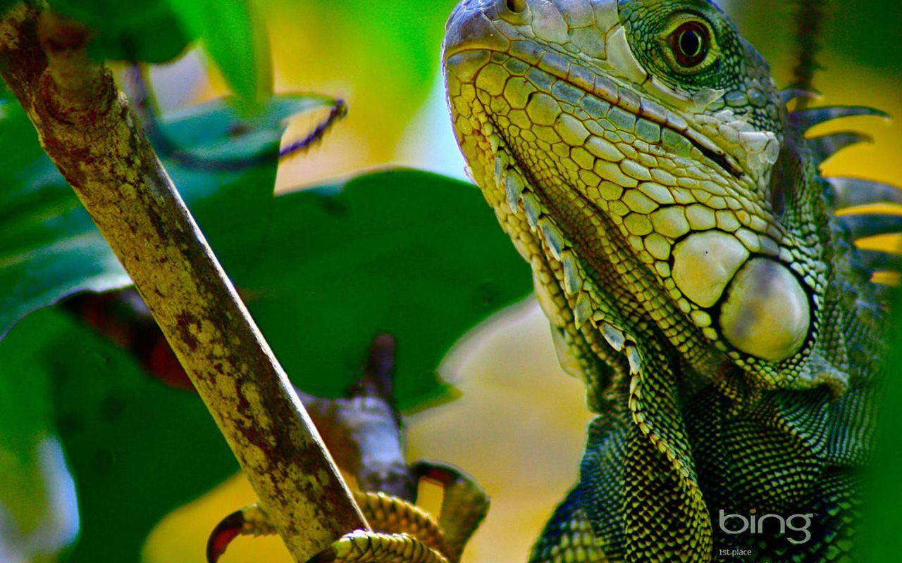 1280x800 Bing Chameleon Wallpaper