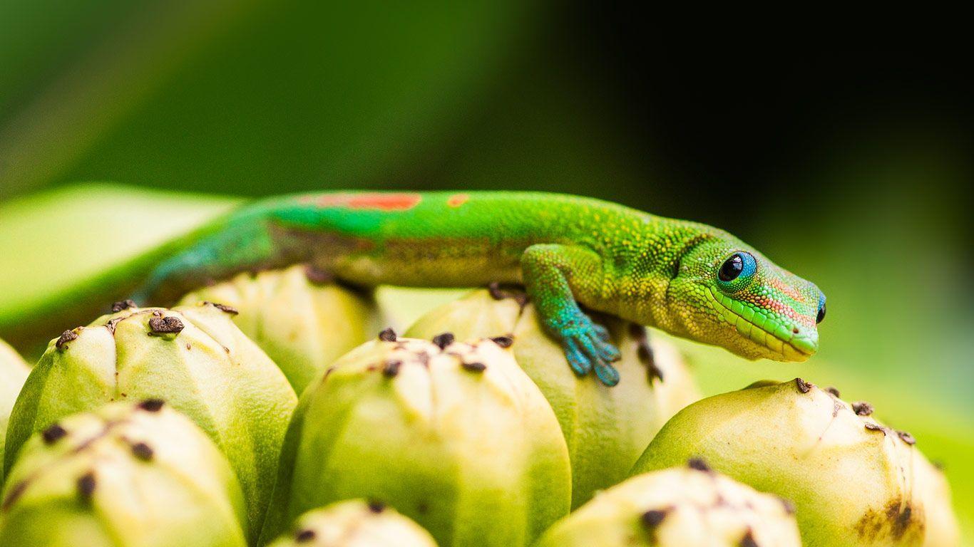 1366x768 Day gecko on pandanus fruit, Captain Cook, Hawaii, USA