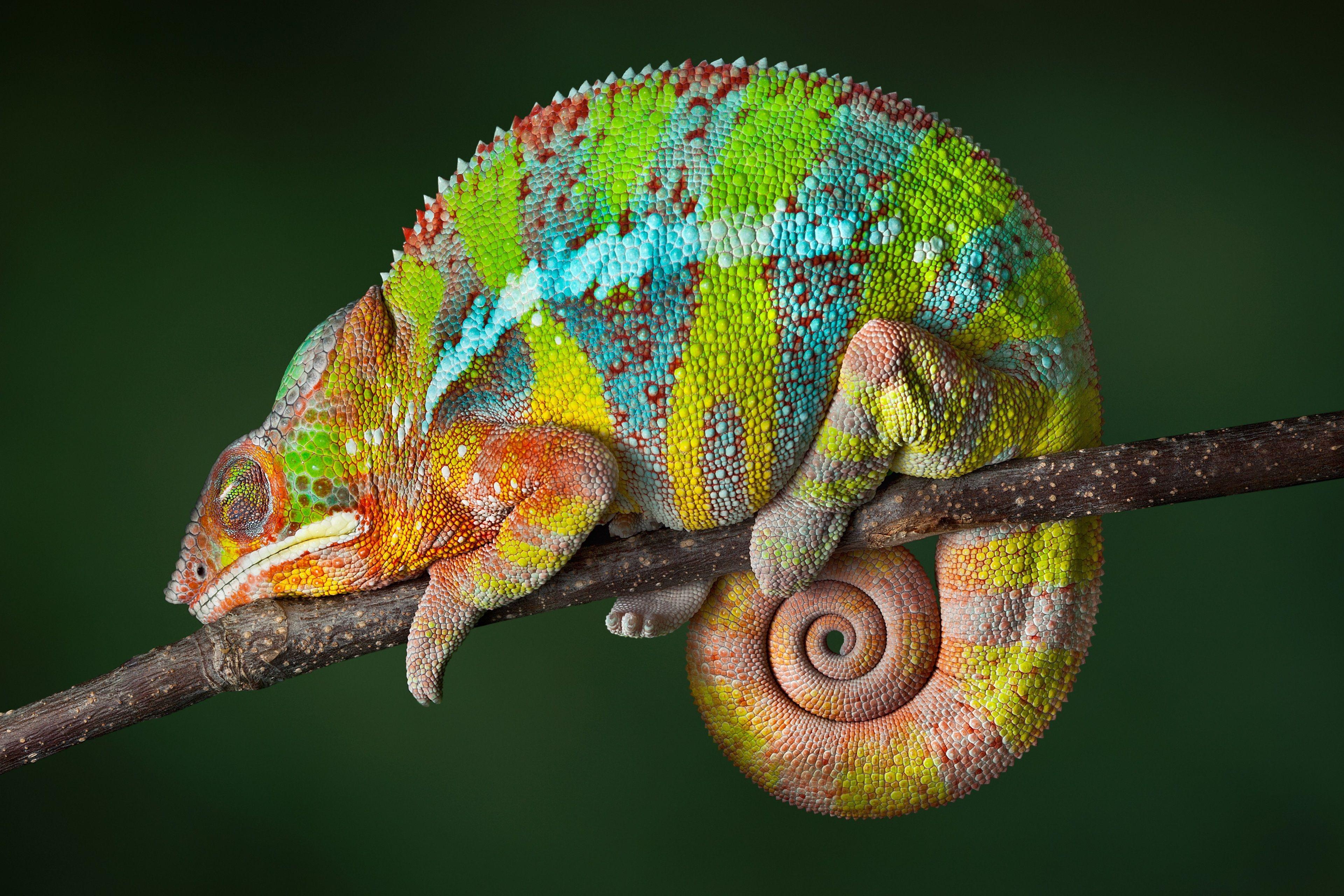 4K Chameleon Wallpapers - Top Free 4K Chameleon Backgrounds ...