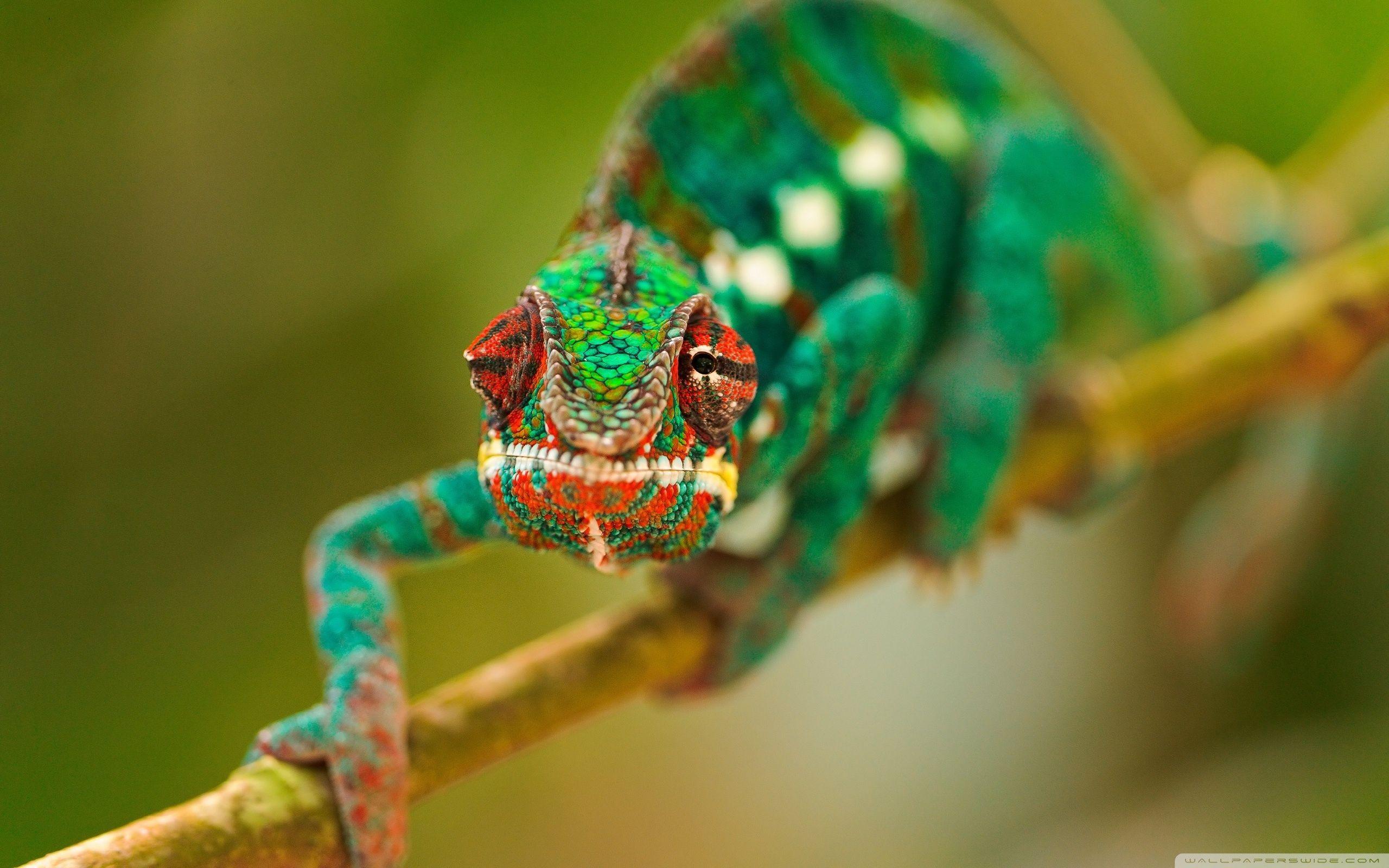 2560x1600 Colorful Chameleon Macro ❤ 4K HD Desktop Wallpaper for 4K