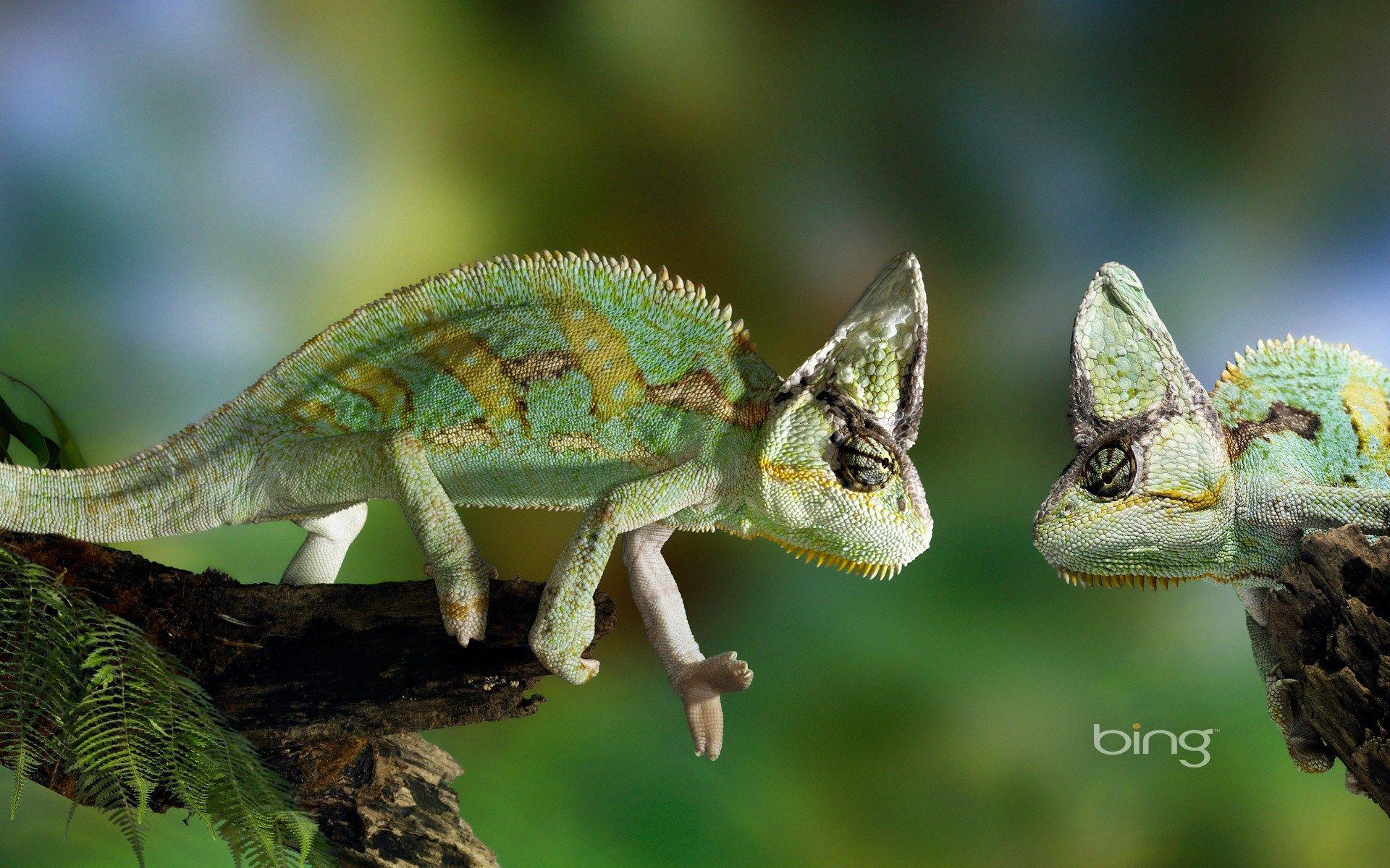 1920x1200 1920x1200 free screensaver wallpaper for chameleon
