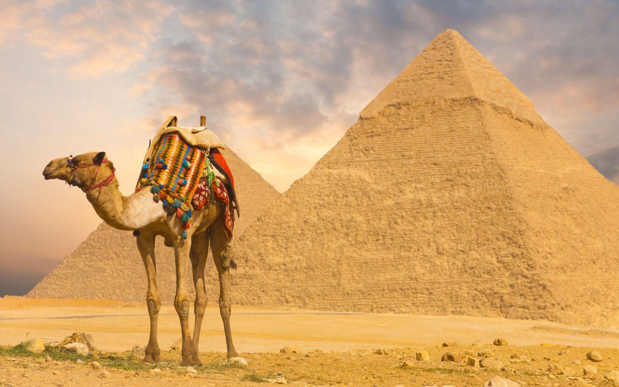 2560x1600 Camel And Pyramids