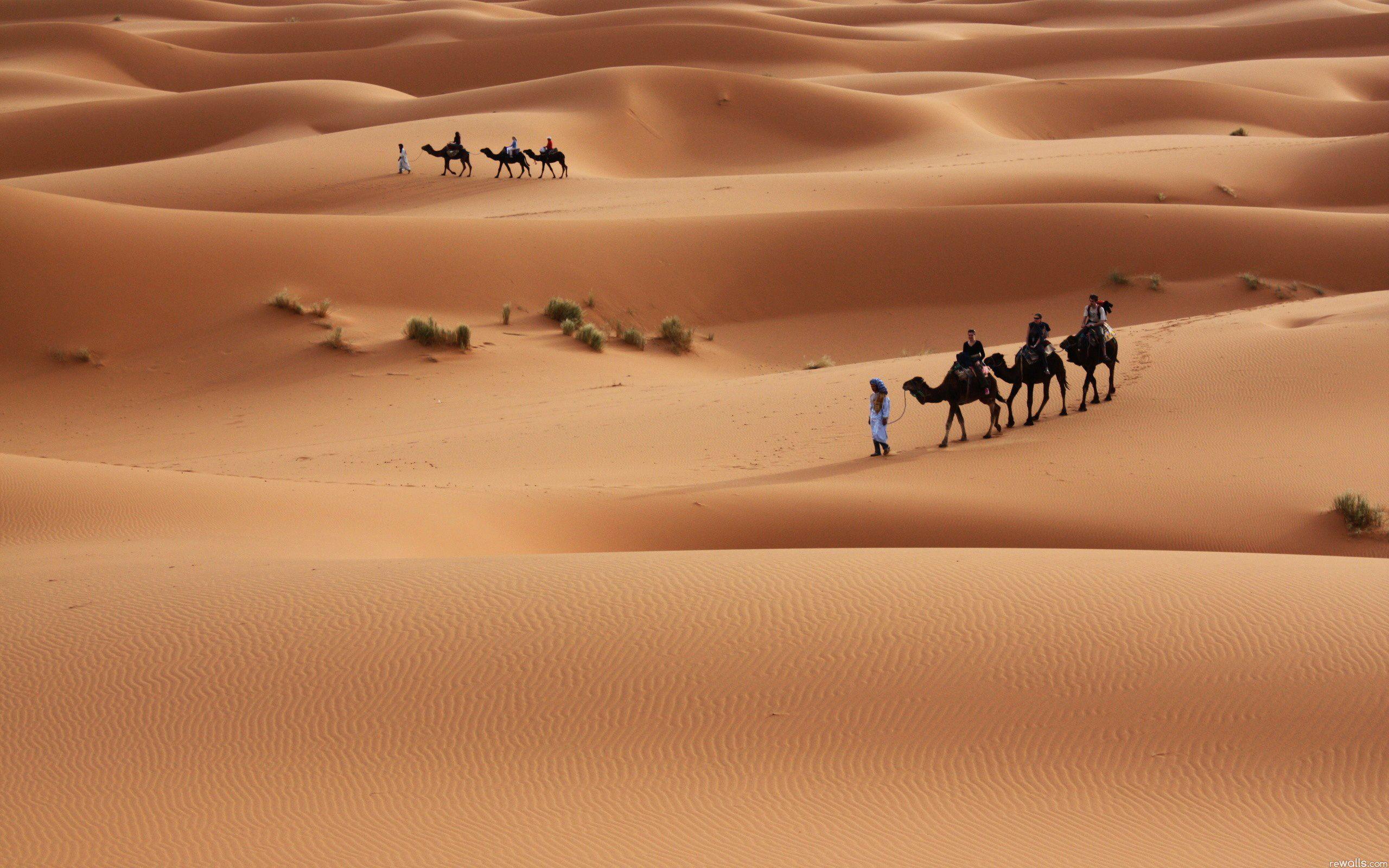 2560x1600 Desert Camel Wallpaper