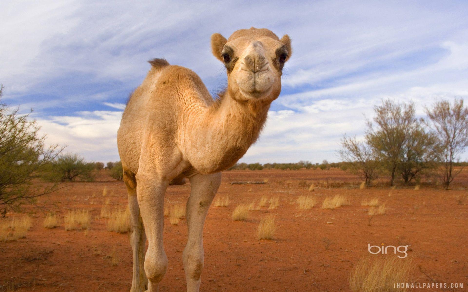 1920x1200 Camel Wallpaper Full HD TRW478