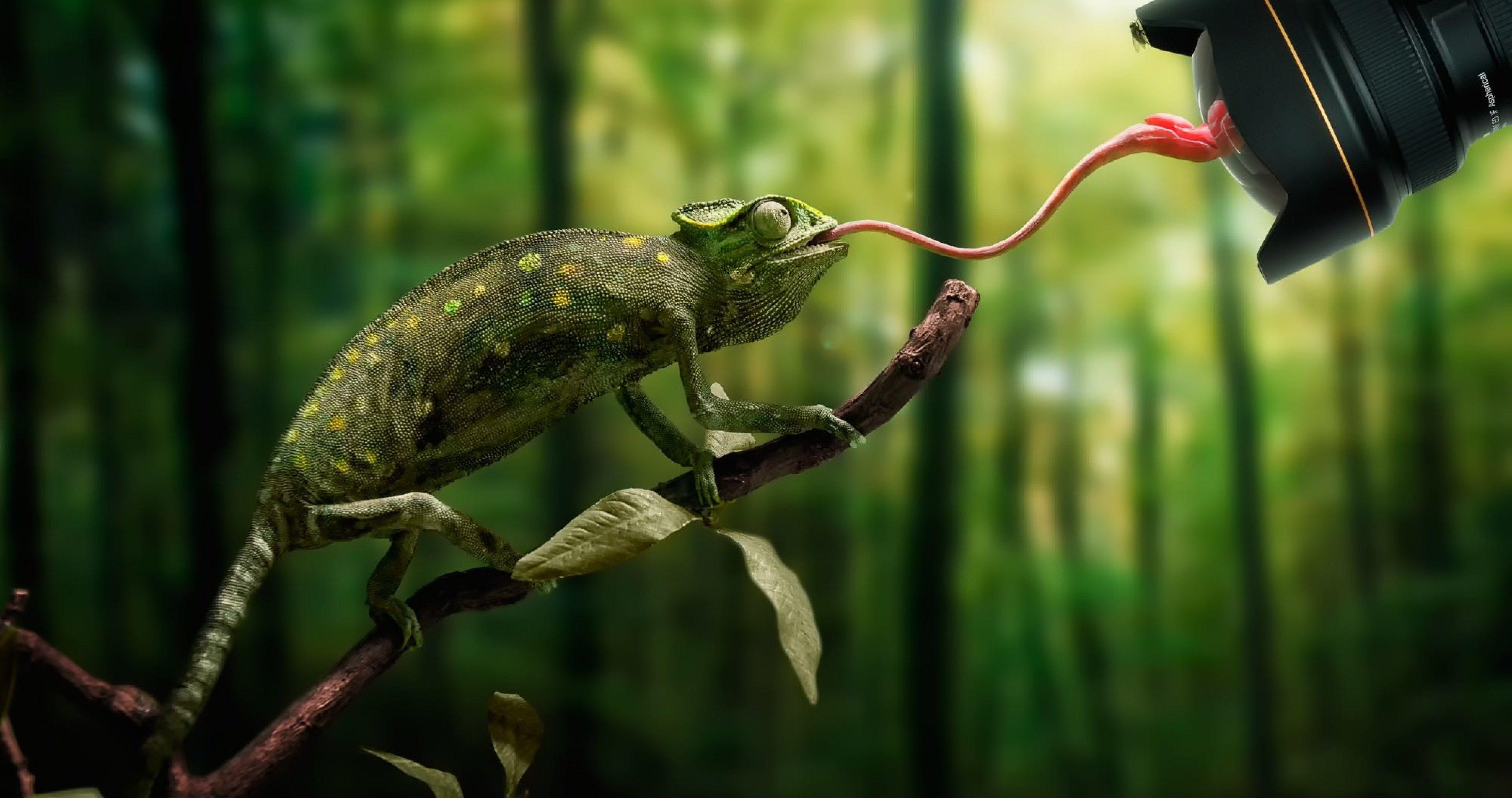 funny chameleon lizard toy