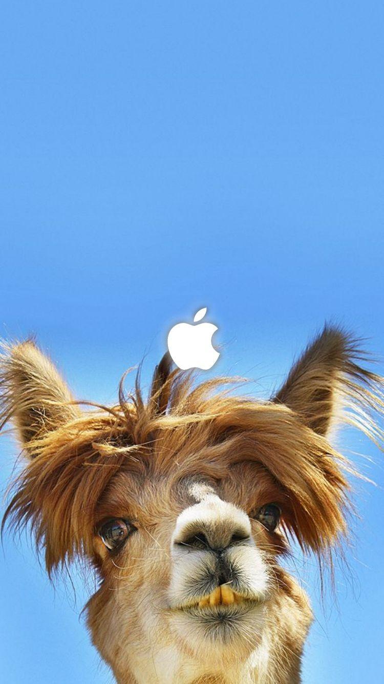 Funny Camel Wallpapers - Top Free Funny Camel Backgrounds - WallpaperAccess