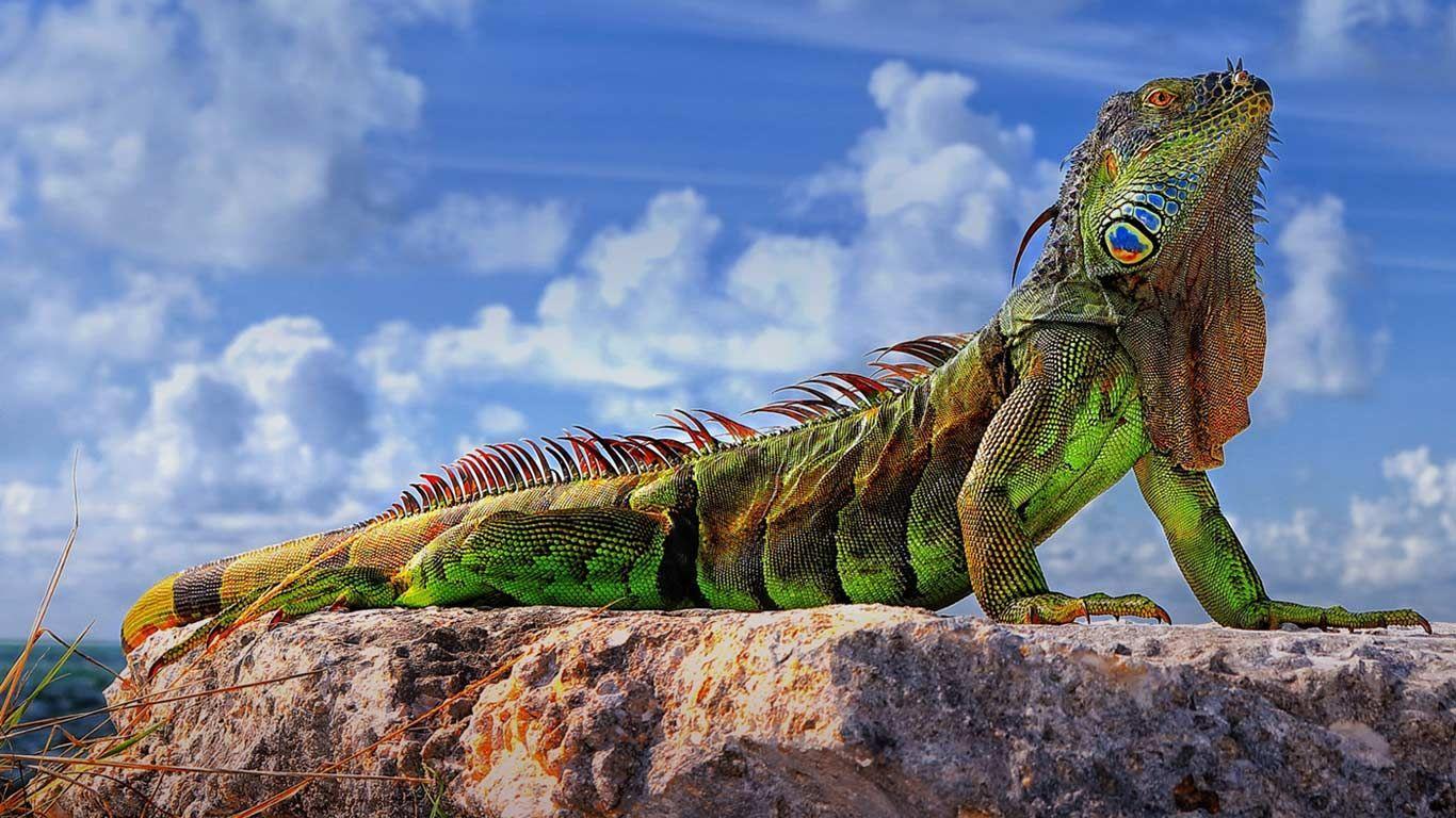 1366x768 Common iguana