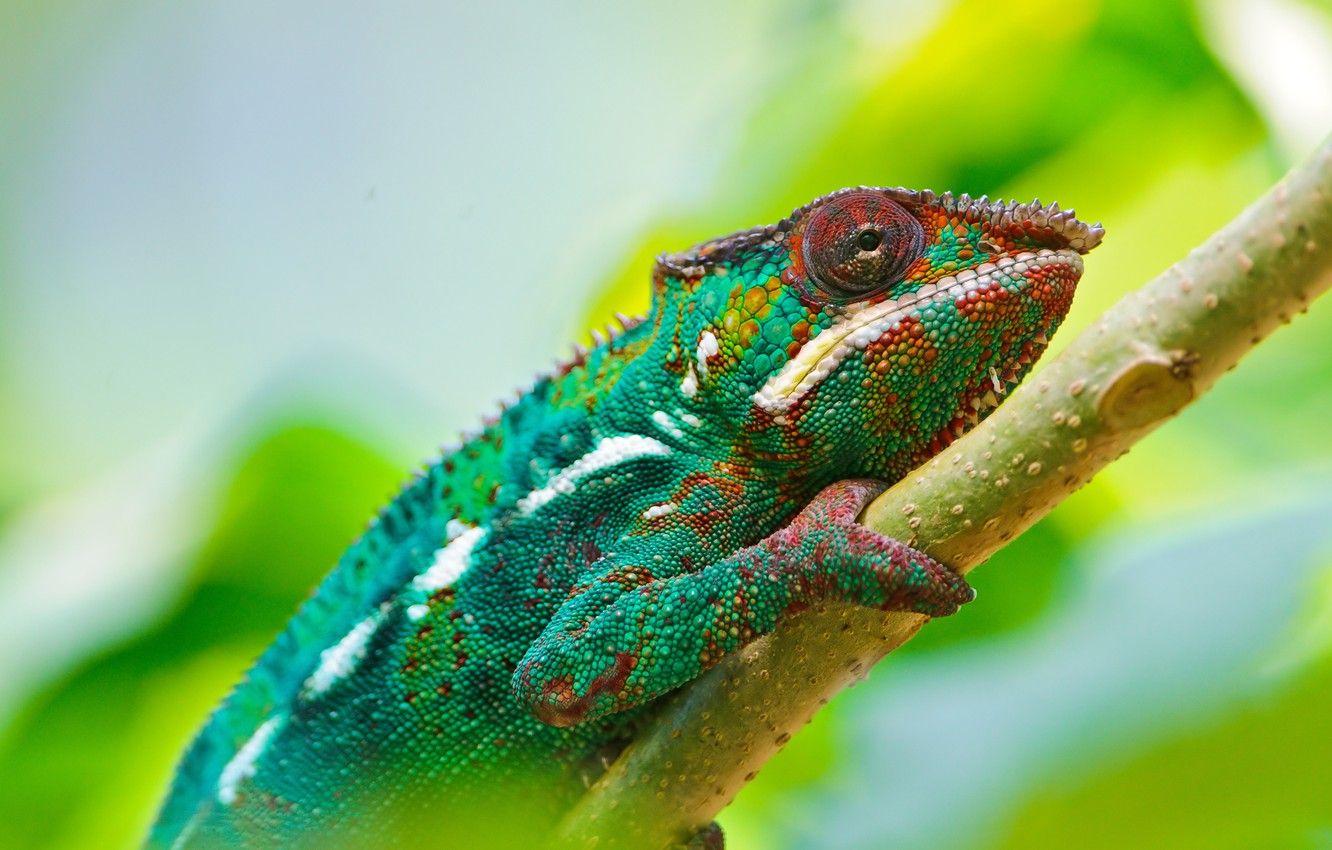 1332x850 Wallpaper Colorful, Wallpaper, Chameleon image for desktop