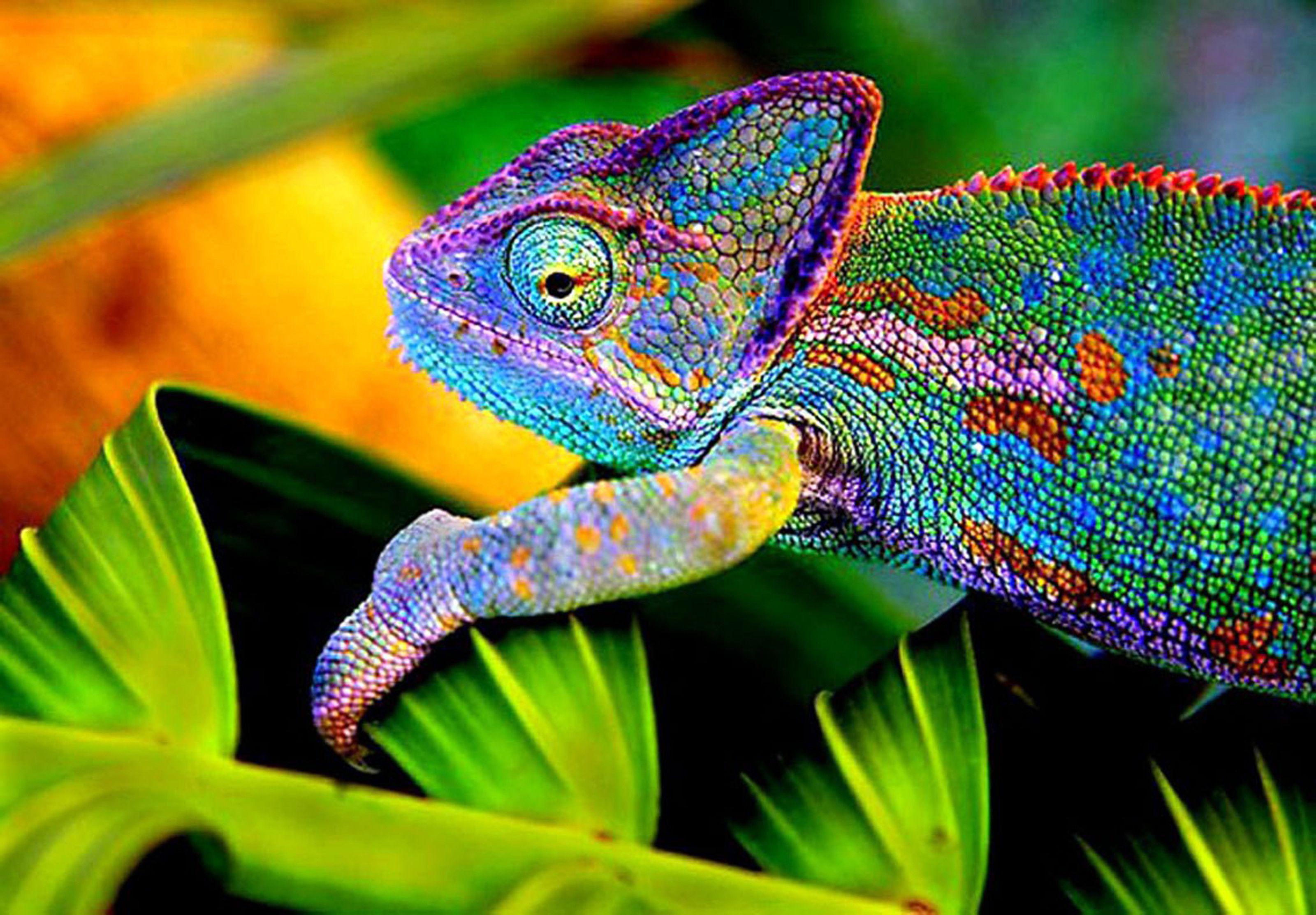 3200x2226 Chameleon Random Photographs and Video. Chameleon Web