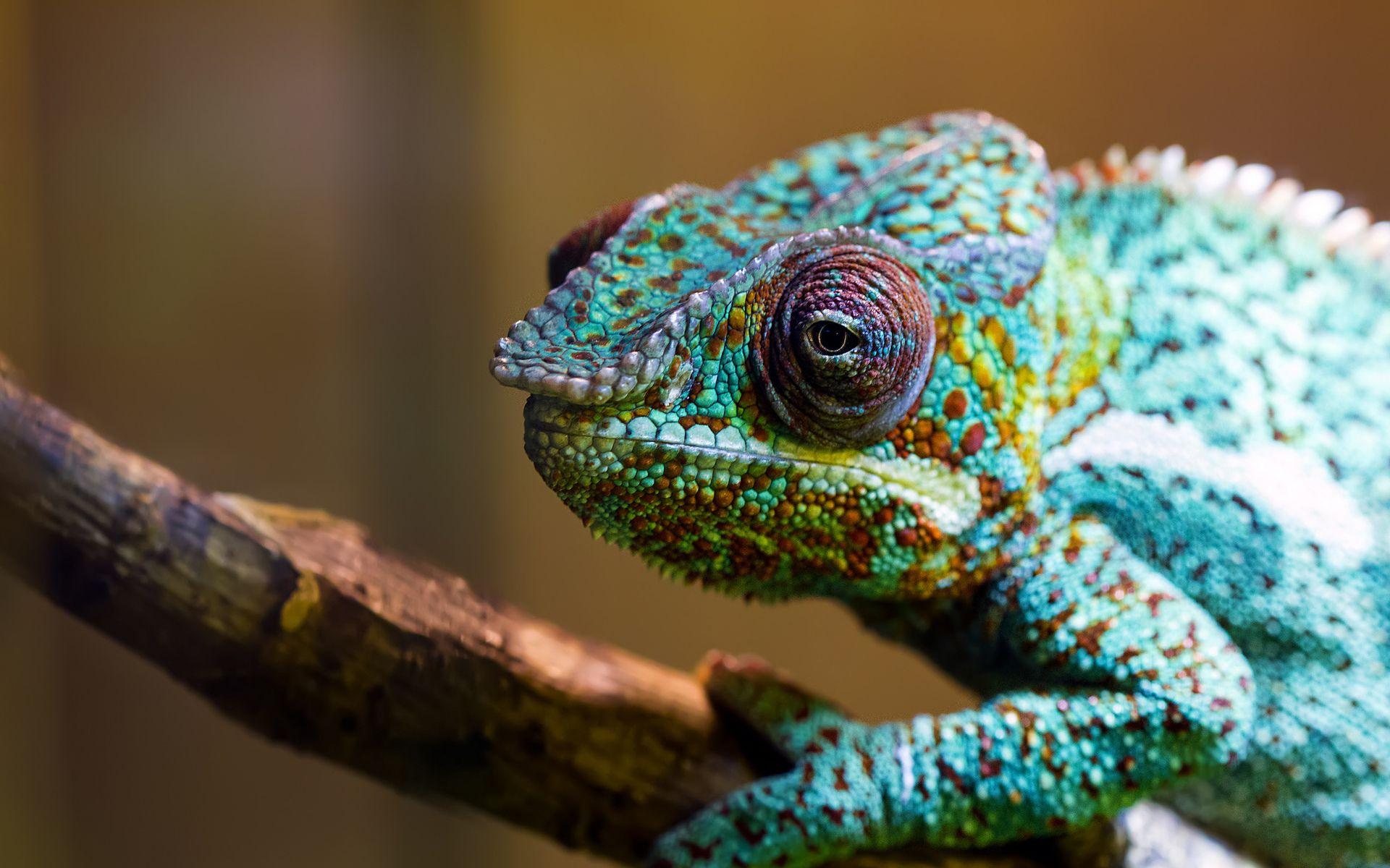 Colorful Chameleon Wallpapers Top Free Colorful Chameleon Backgrounds Wallpaperaccess