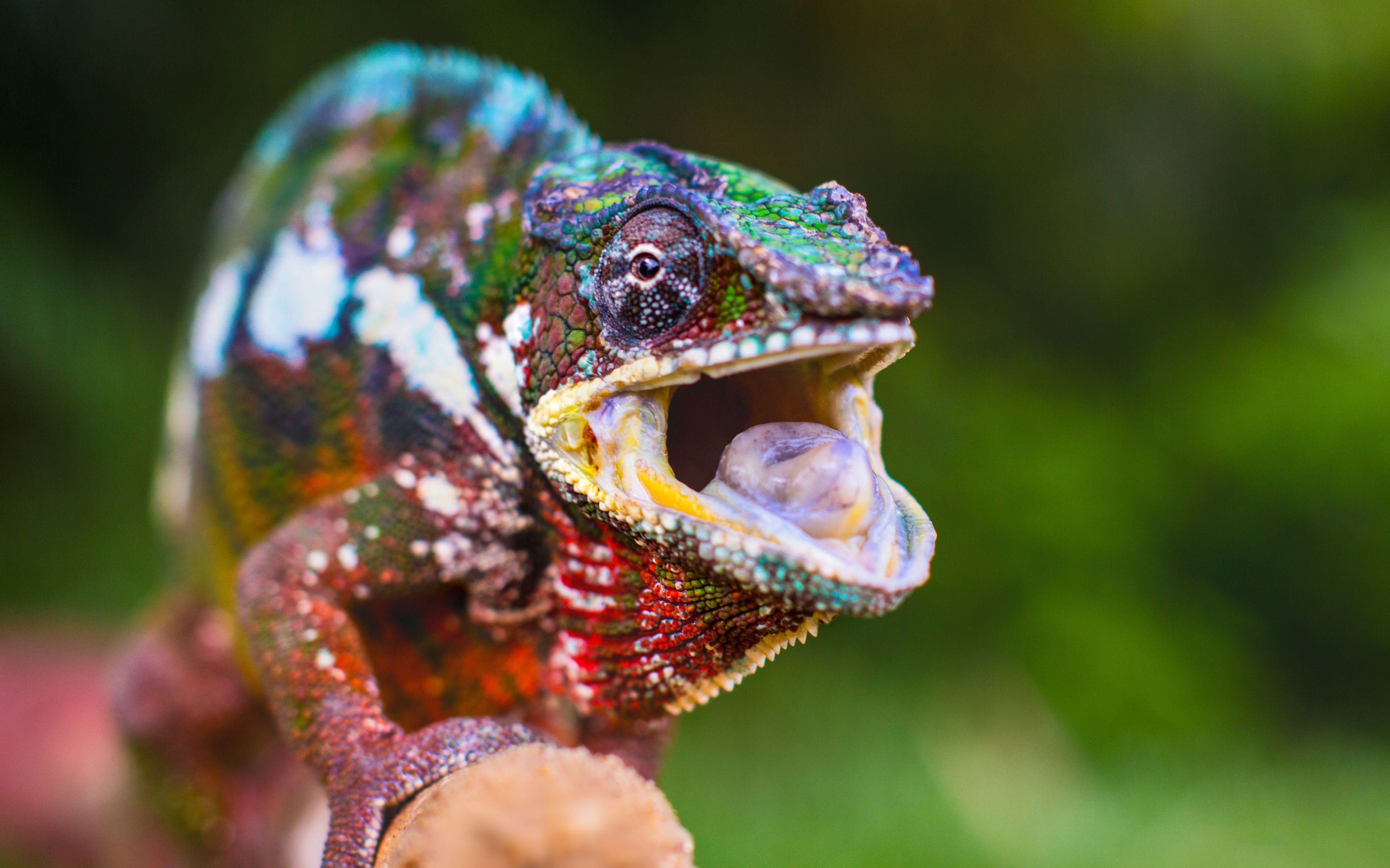 Colorful Chameleon Wallpapers - Top Free Colorful Chameleon Backgrounds