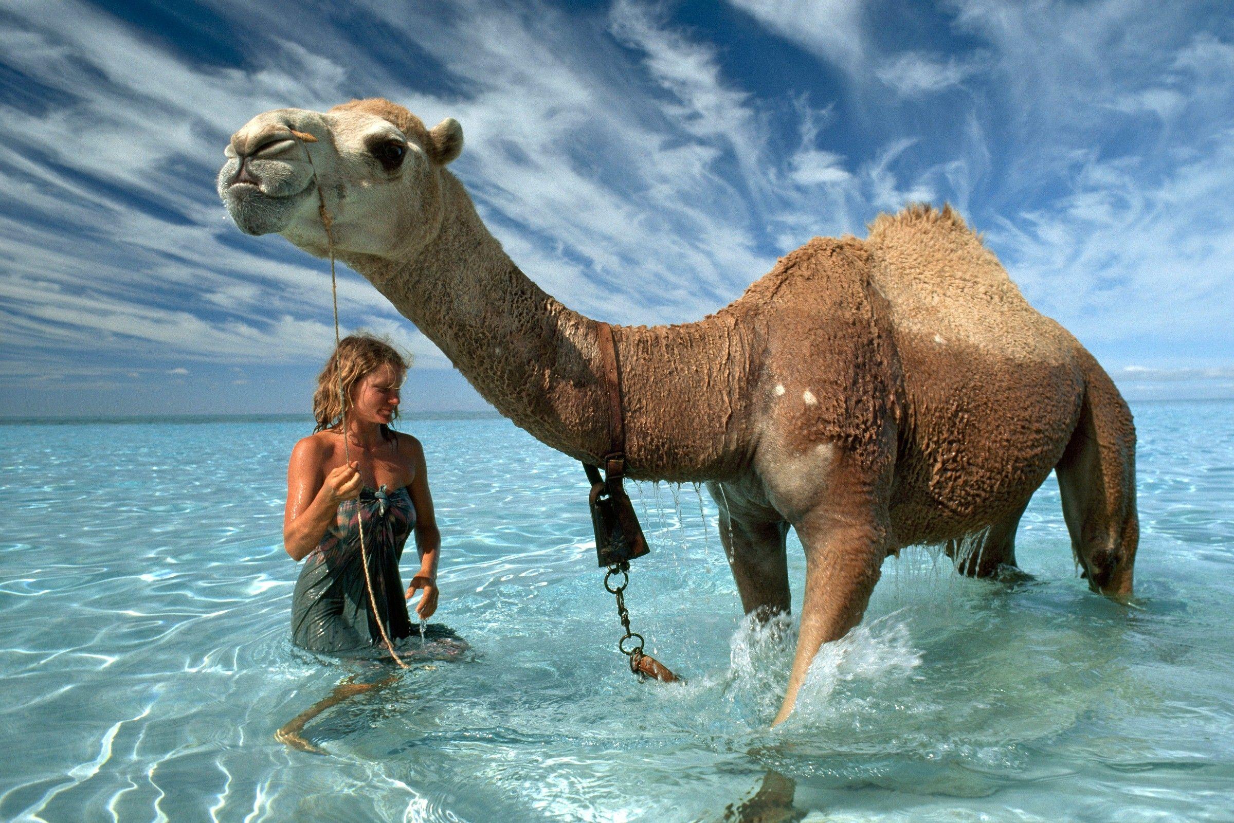 2400x1601 Camel in Sea HD Wallpaper