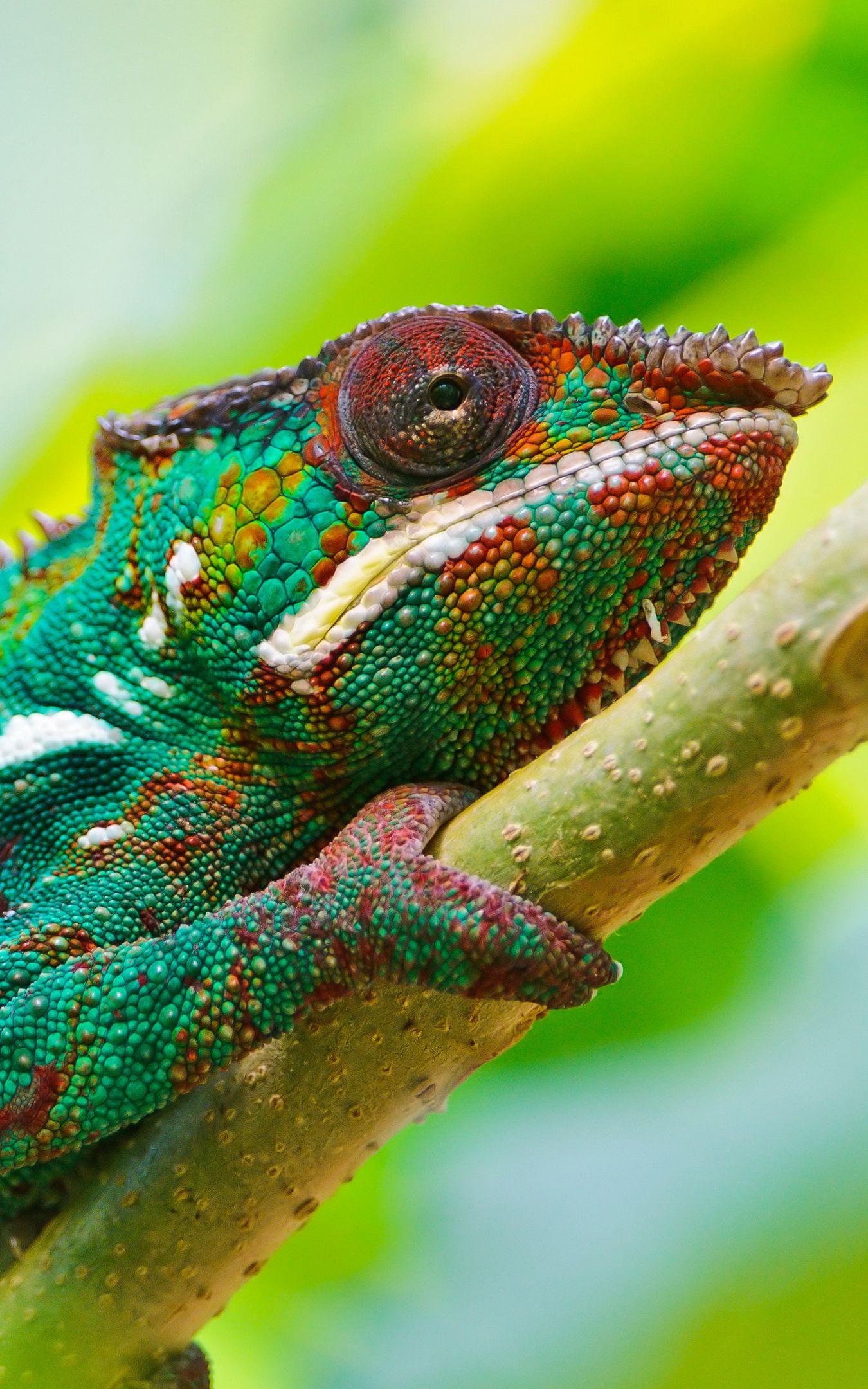 4K Chameleon Wallpapers - Top Free 4K Chameleon Backgrounds ...