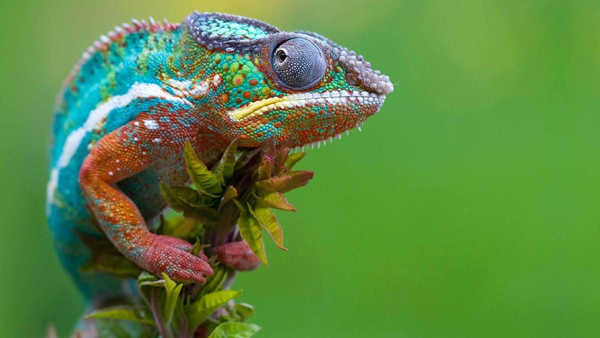 1920x1080 Branch Chameleon wallpaperx1080