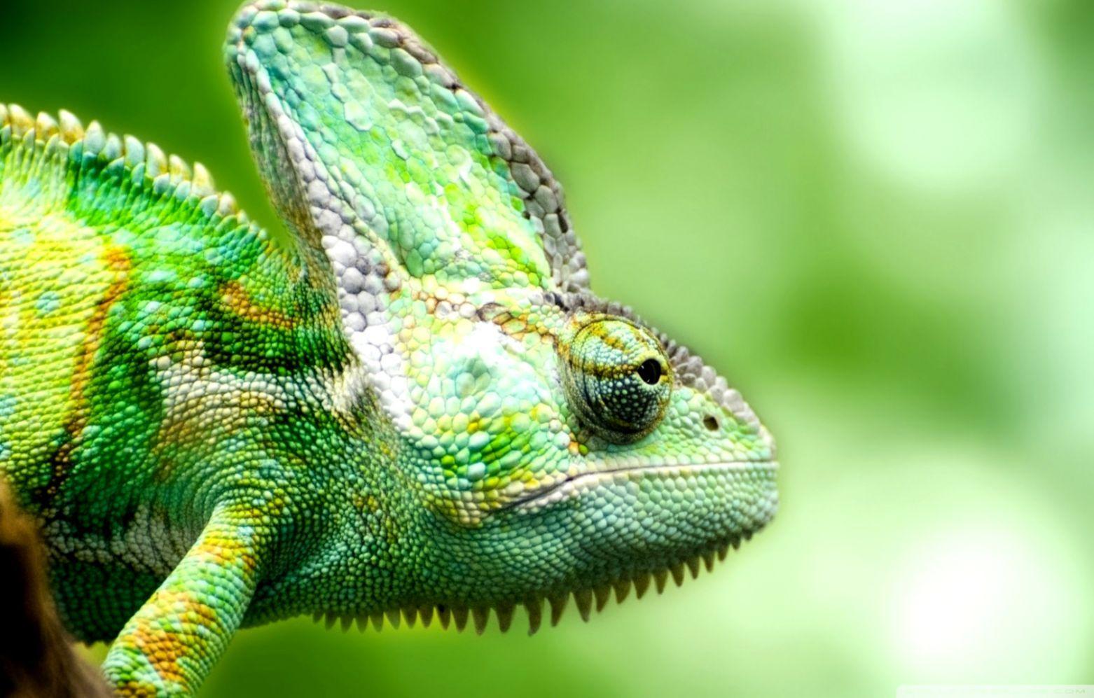 1562x997 Chameleon Lizard Close Up HD Wallpaper