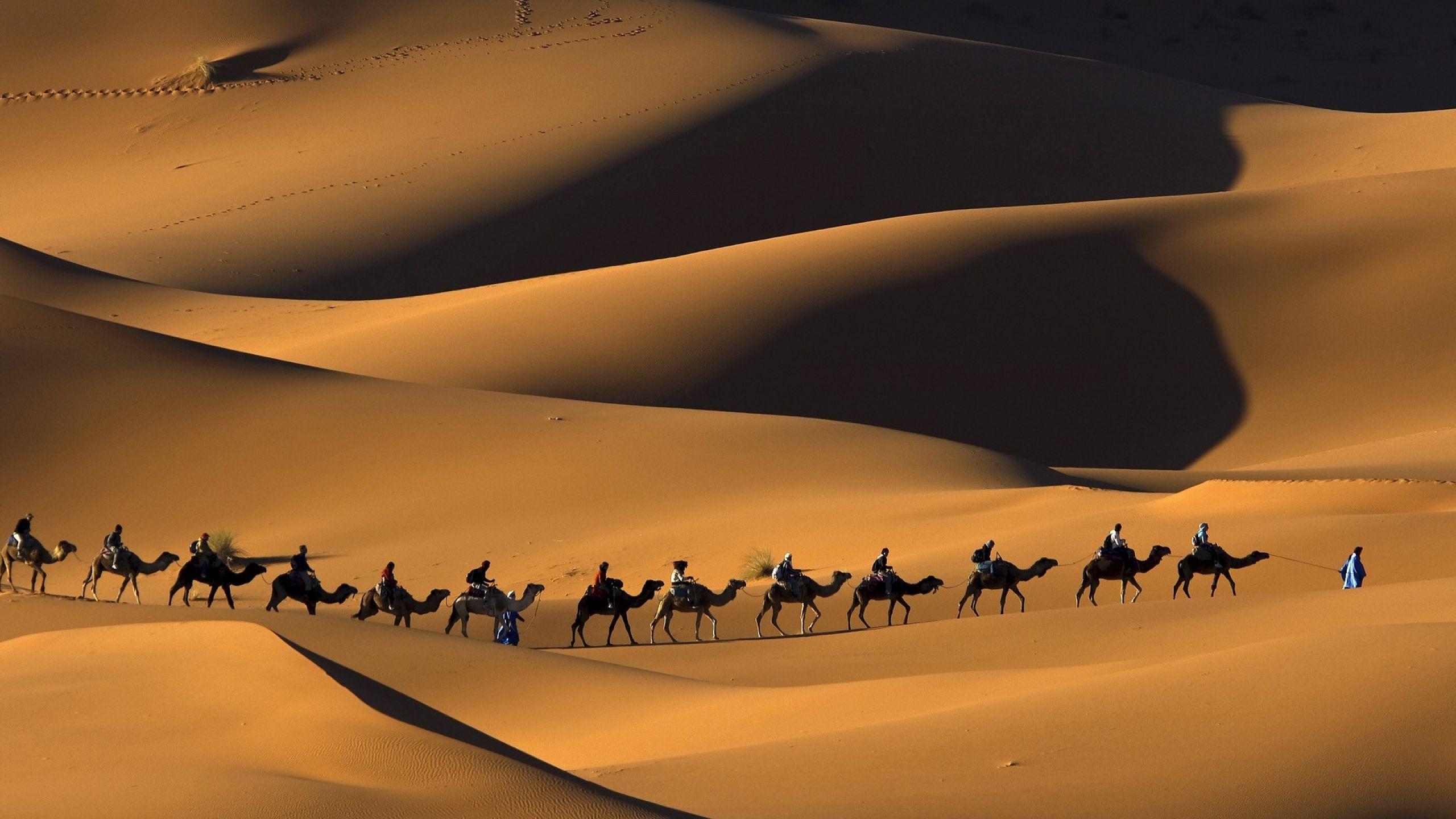 2560x1440 Camel Caravan Desert Wallpaper 43291