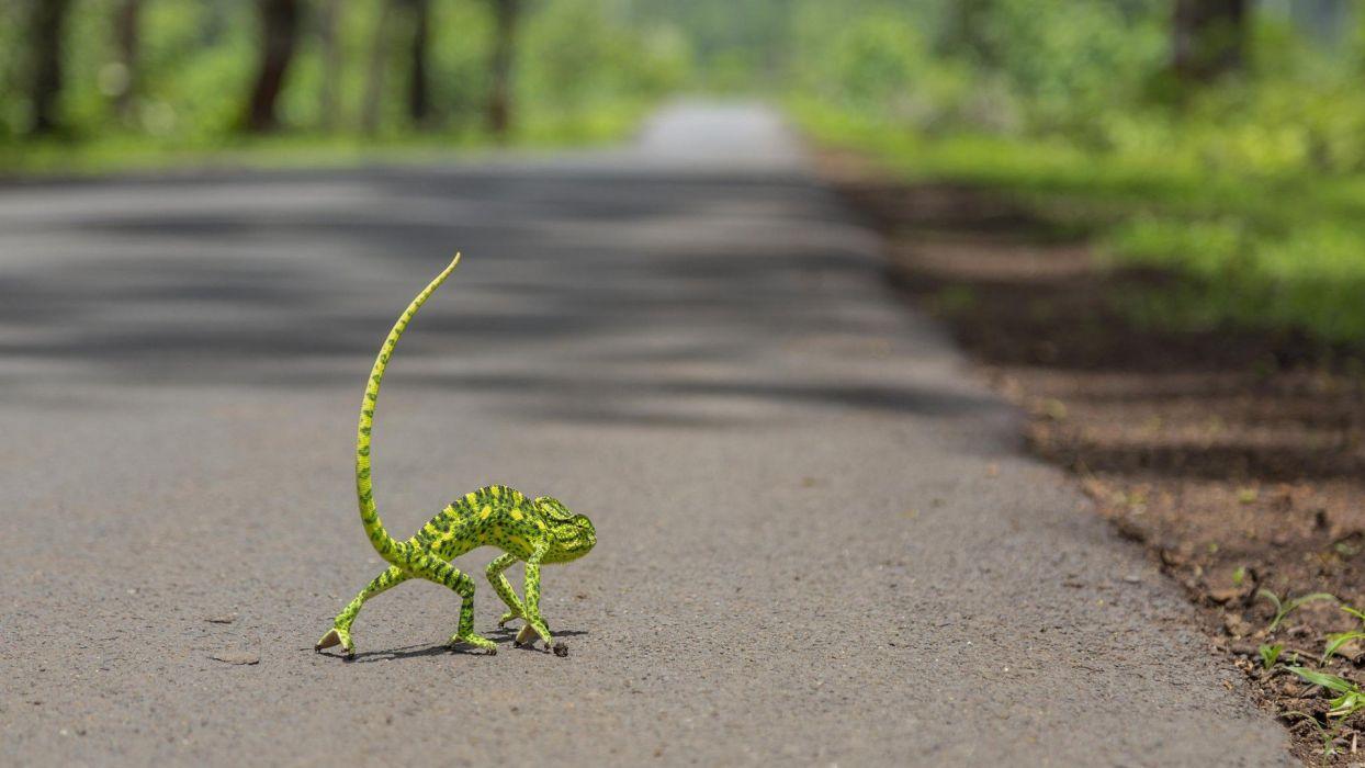 1244x700 Road a chameleon lizard funny humor wallpaperx1080