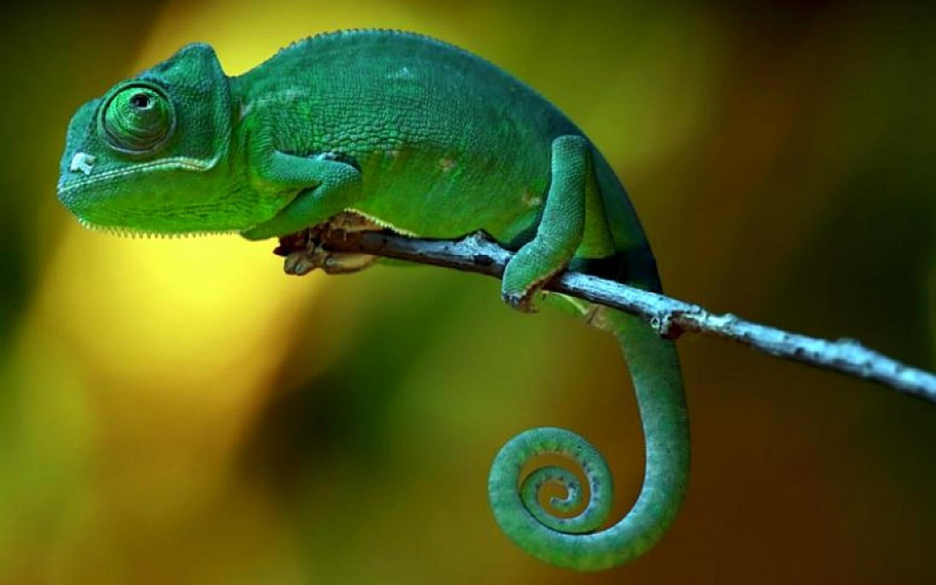 1920x1200 Chameleon Branch wallpaperx1200