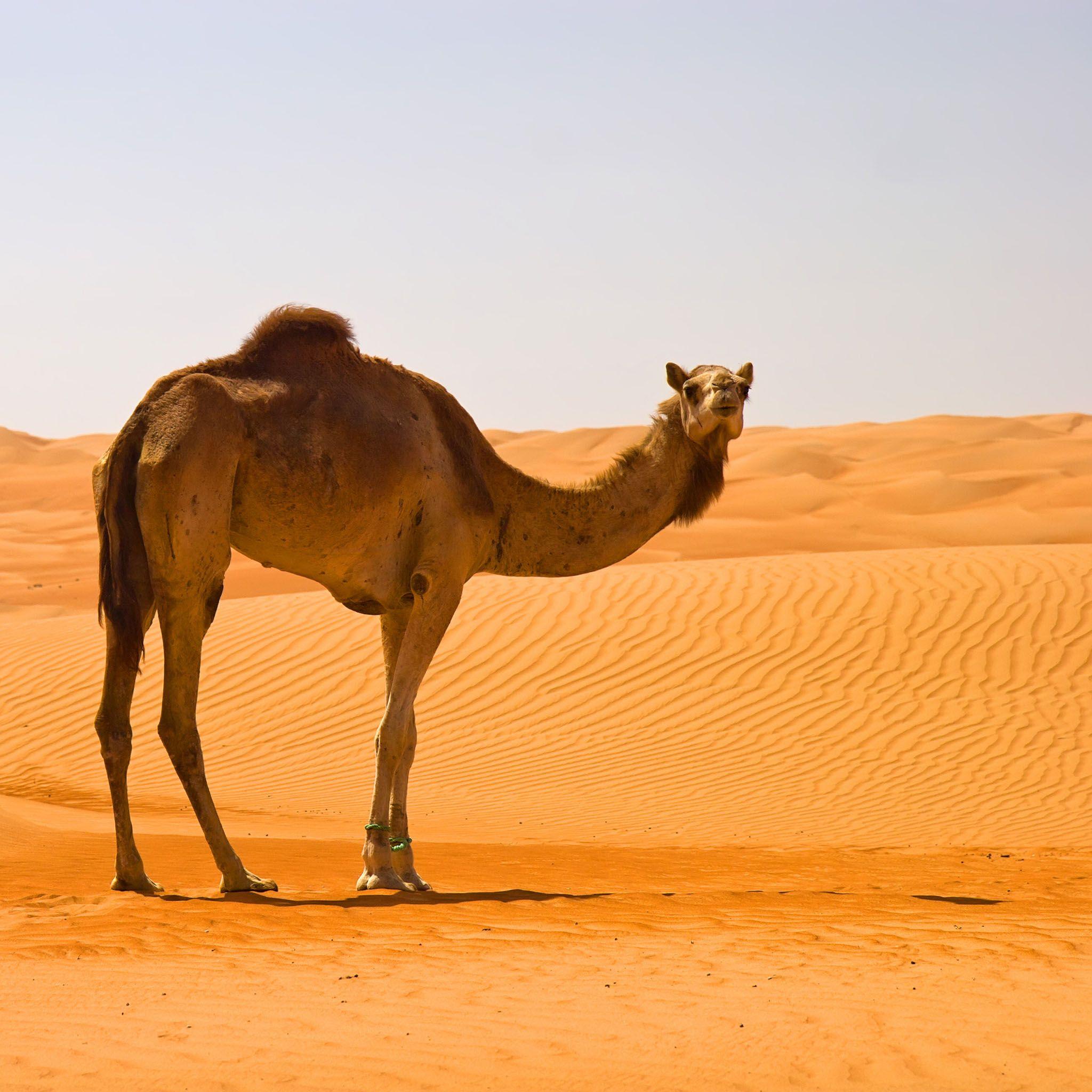 2048x2048 Desert Image With Camel ALCOOLISMOF