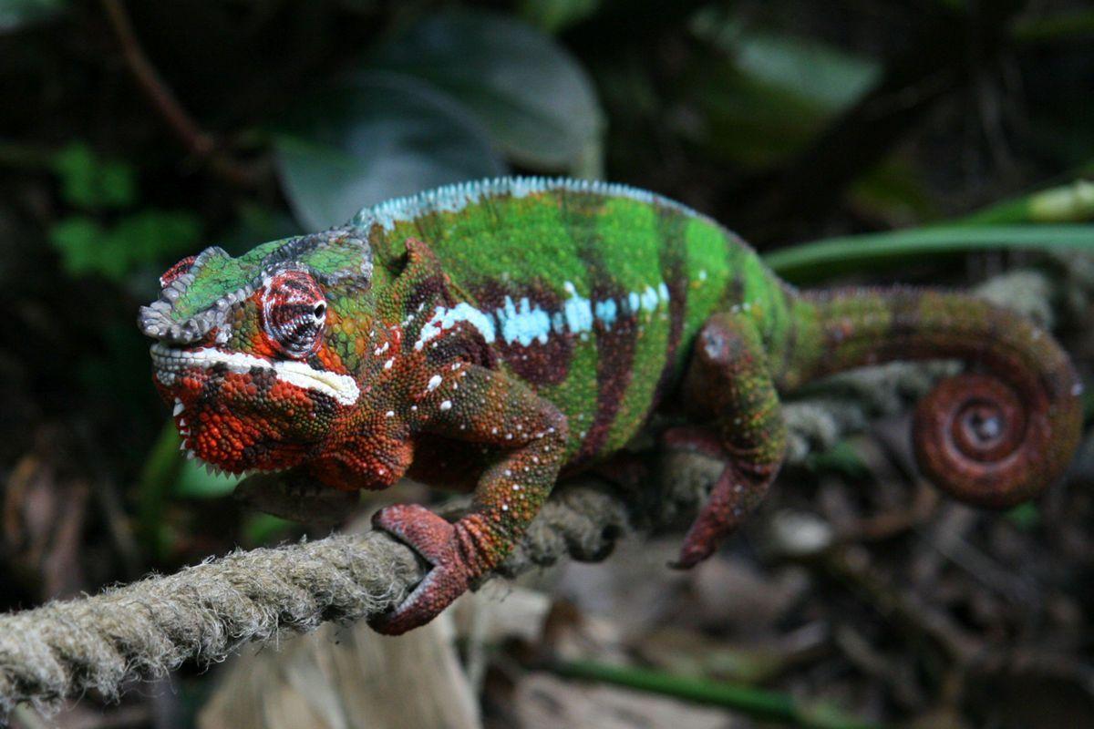 1200x800 Found on Bing from en.org. REPTILES. Colorful