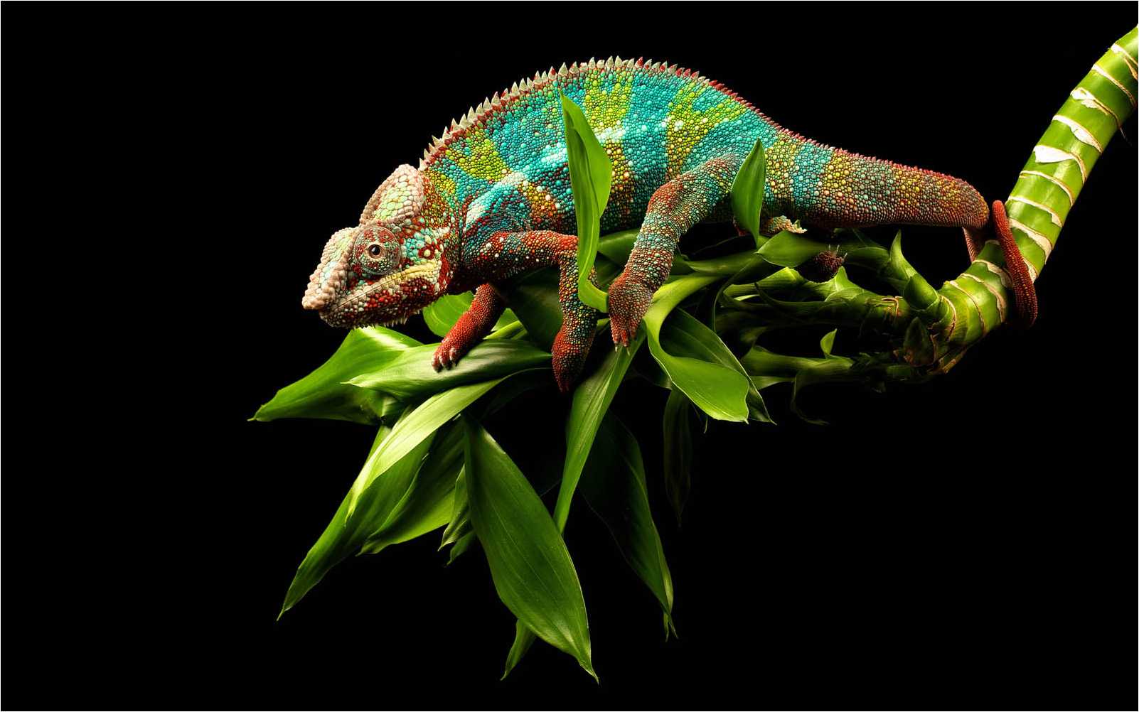1602x1002 Chameleon Wallpaper 4K (1602x1002). Wallperio.com™