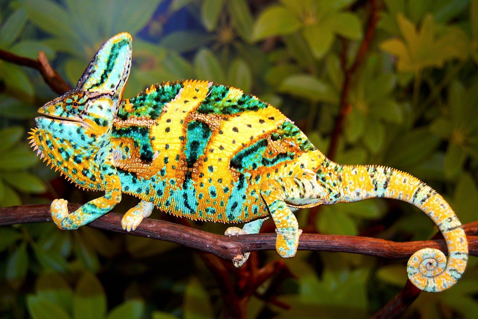 Chameleon Desktop Wallpapers - Top Free Chameleon Desktop Backgrounds ...