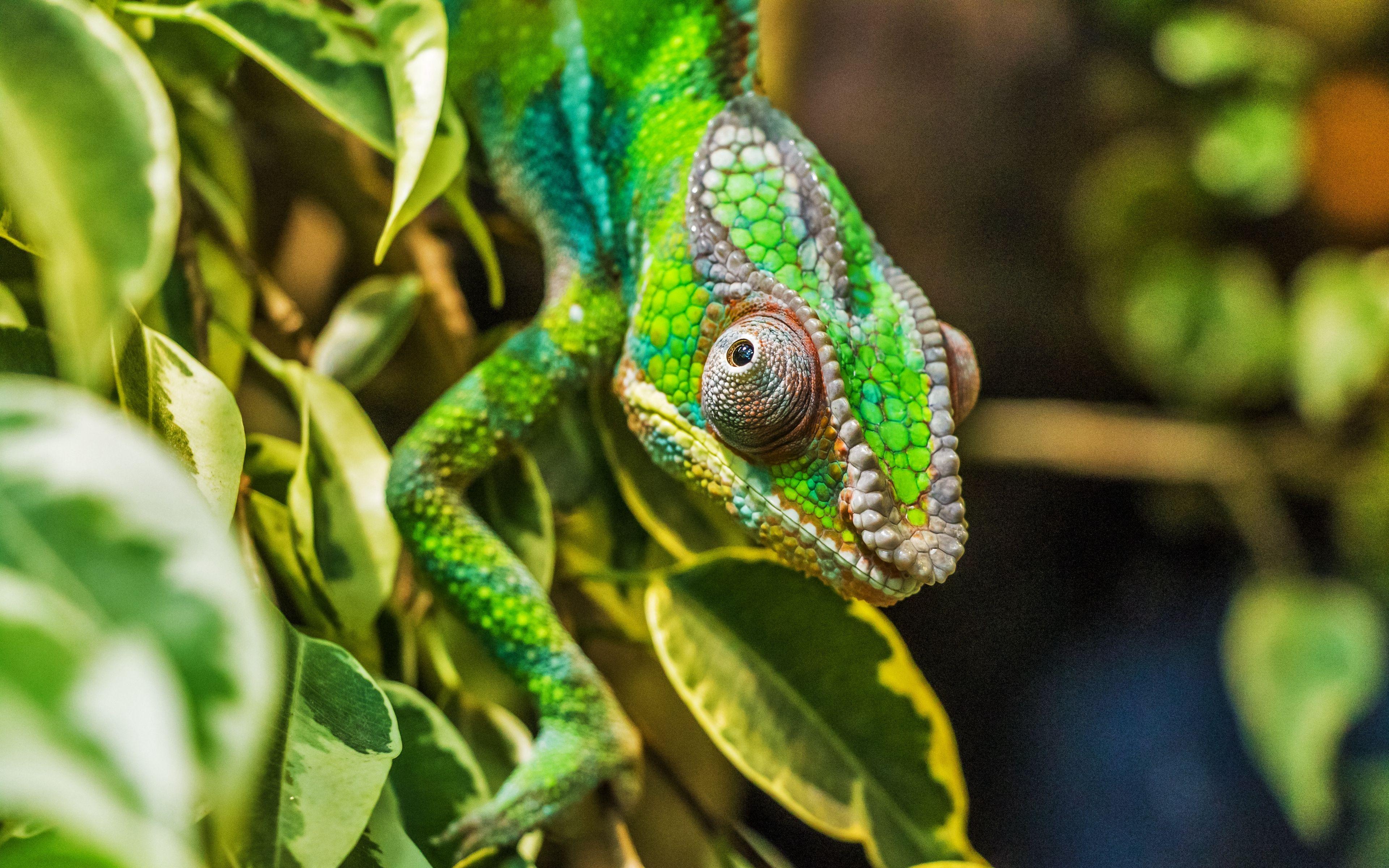 4K Chameleon Wallpapers - Top Free 4K Chameleon Backgrounds ...
