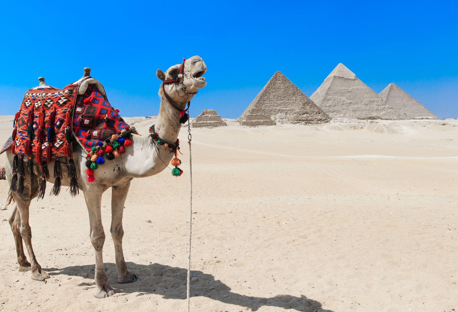 Desert Camel Wallpapers - Top Free Desert Camel Backgrounds