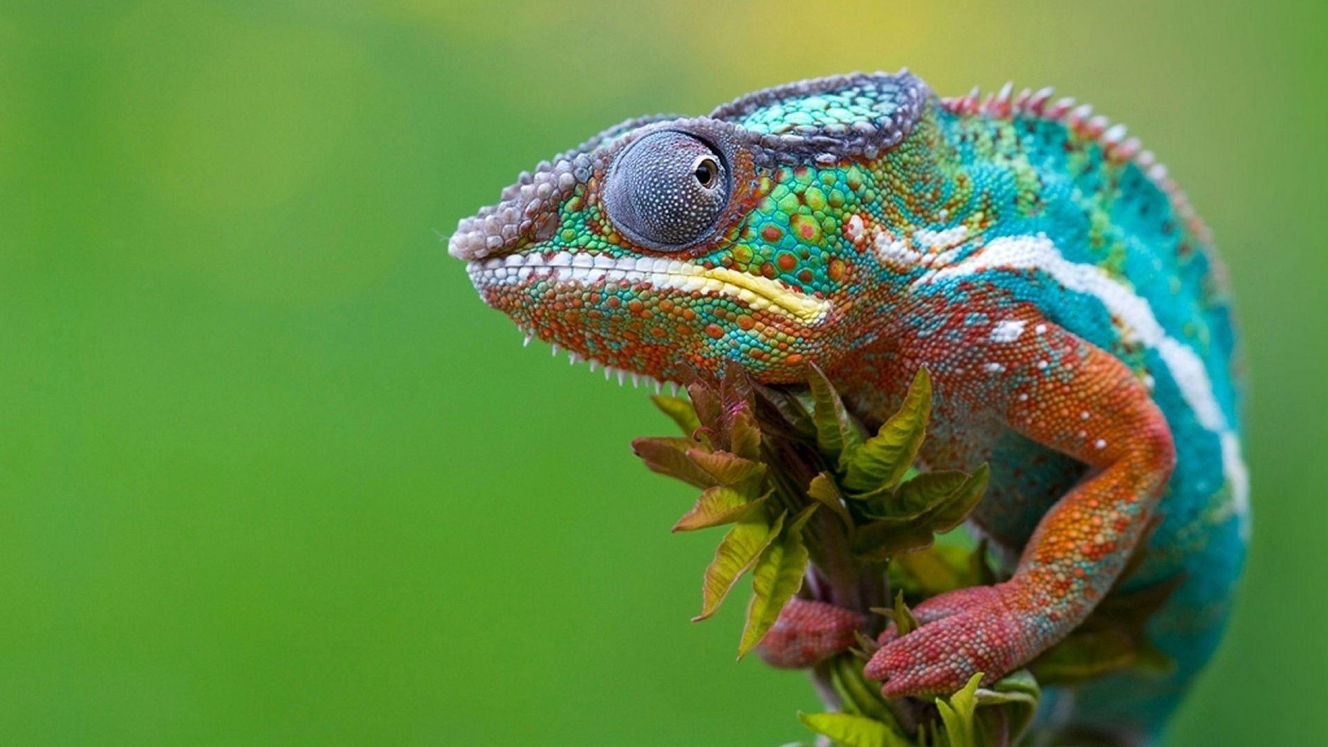 1920x1080 HD Chameleon wallpaperx1080