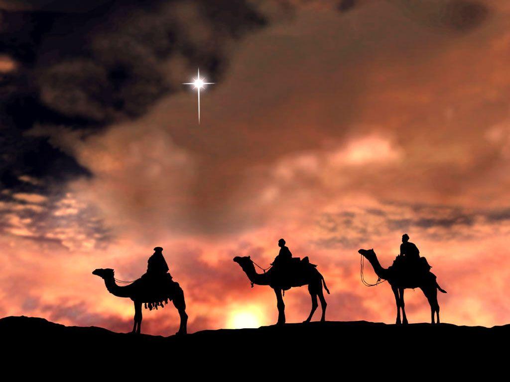 1024x768 Camel Wallpaper Camels Animal Wallpaper