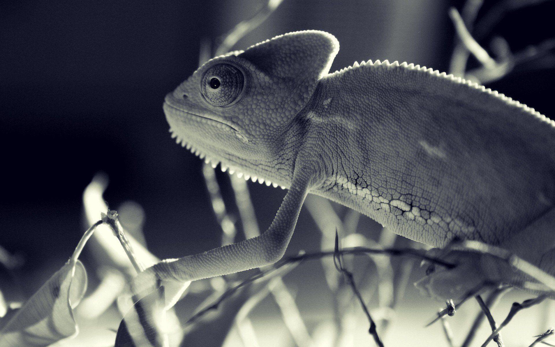 1920x1200 pet, chameleons, animal photo, apple, sepiadownload