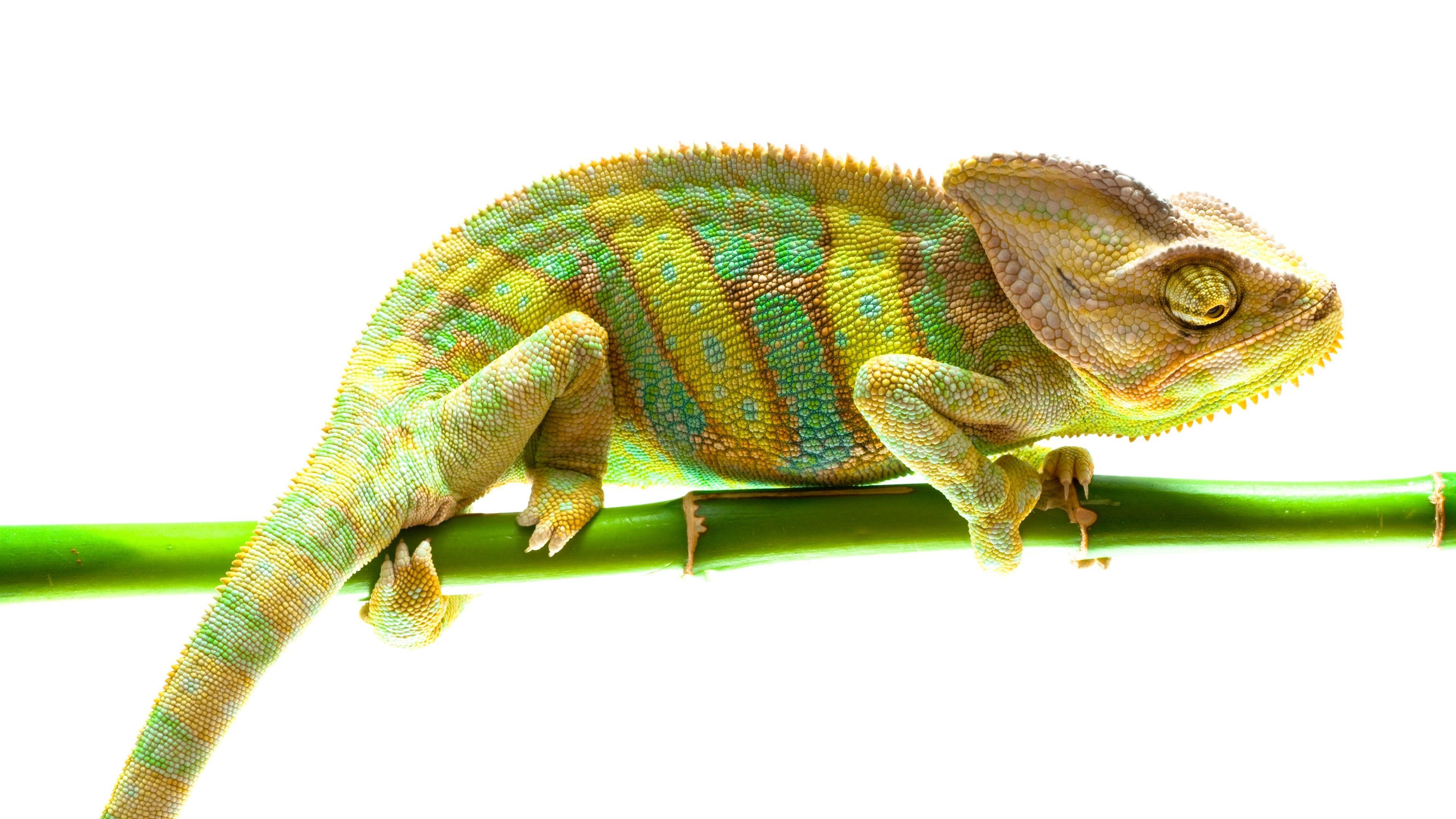 3840x2160 Wallpaper Chameleon, bamboo, white background 3840x2160 UHD