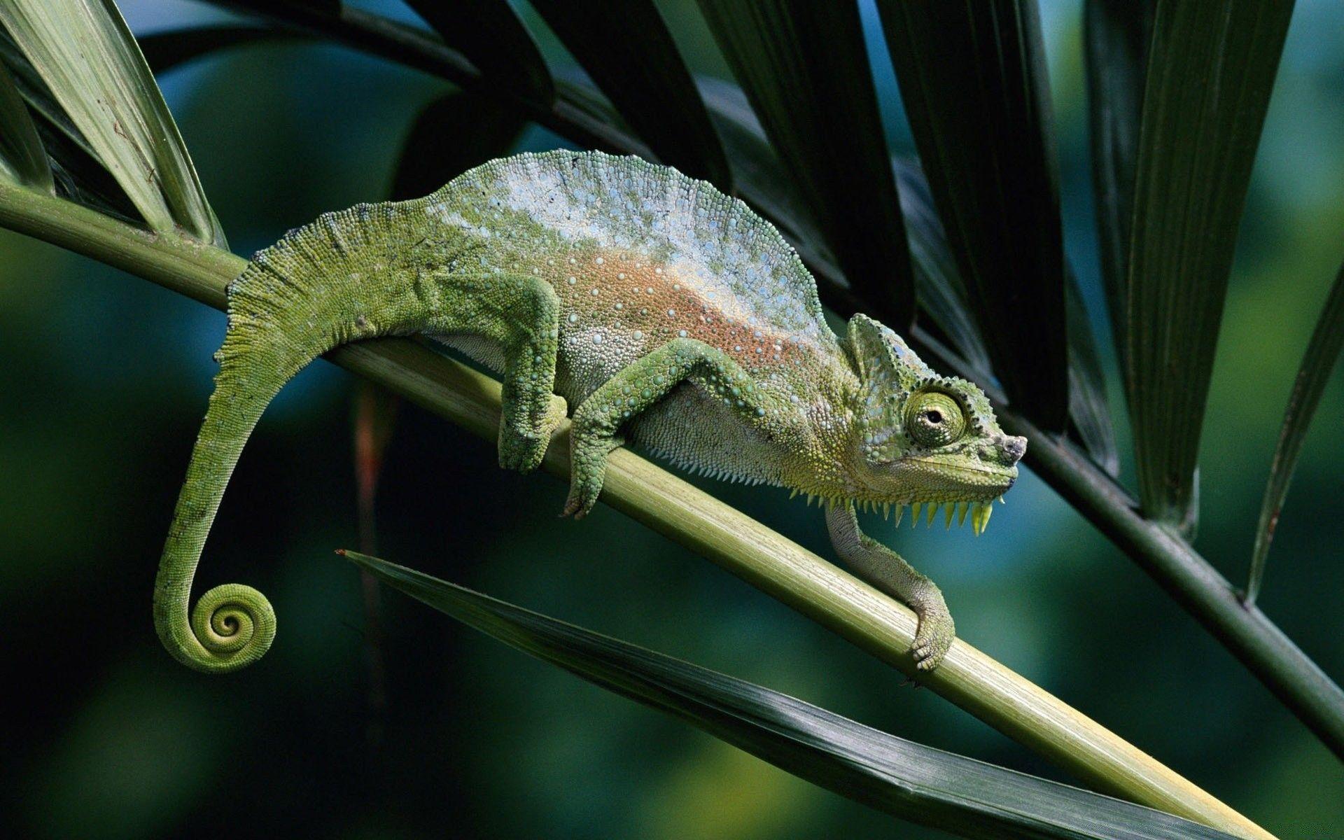 1920x1200 1920x1200 chameleon wallpaper for desktop