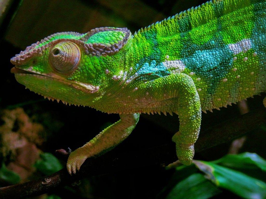 Bing Chameleon Wallpapers - Top Free Bing Chameleon Backgrounds ...