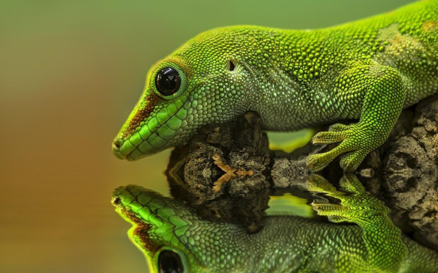 Reptile Wallpapers - Top Free Reptile Backgrounds - WallpaperAccess